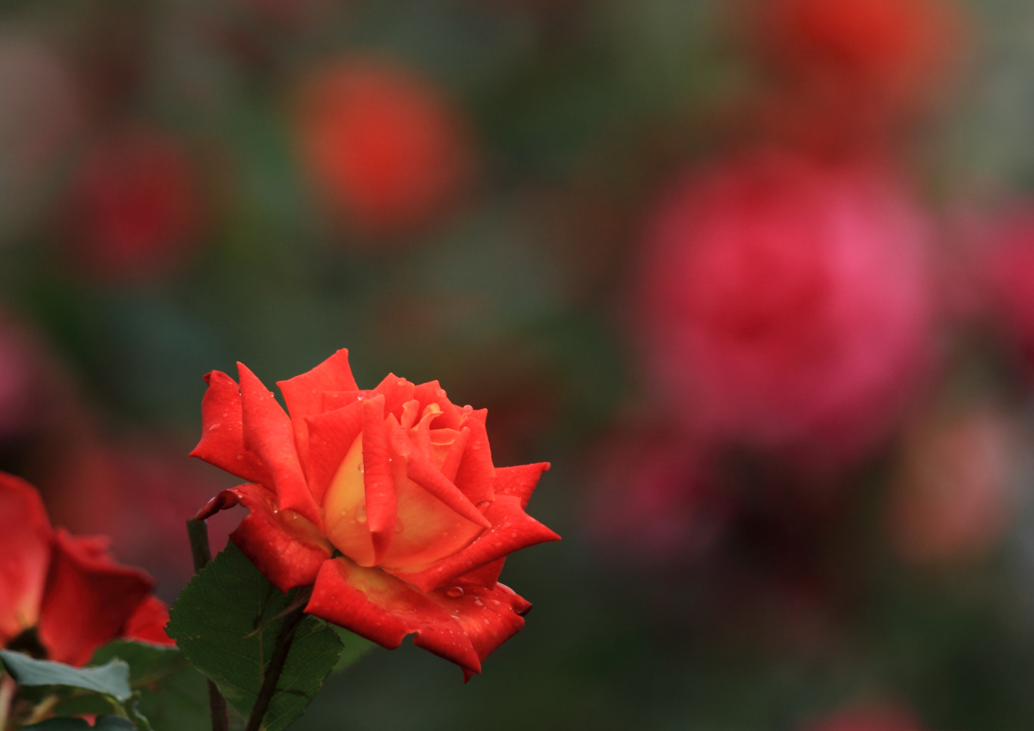 Canon EF 70-200mm F2.8L IS II USM sample photo. 薔薇 咲いて− photography