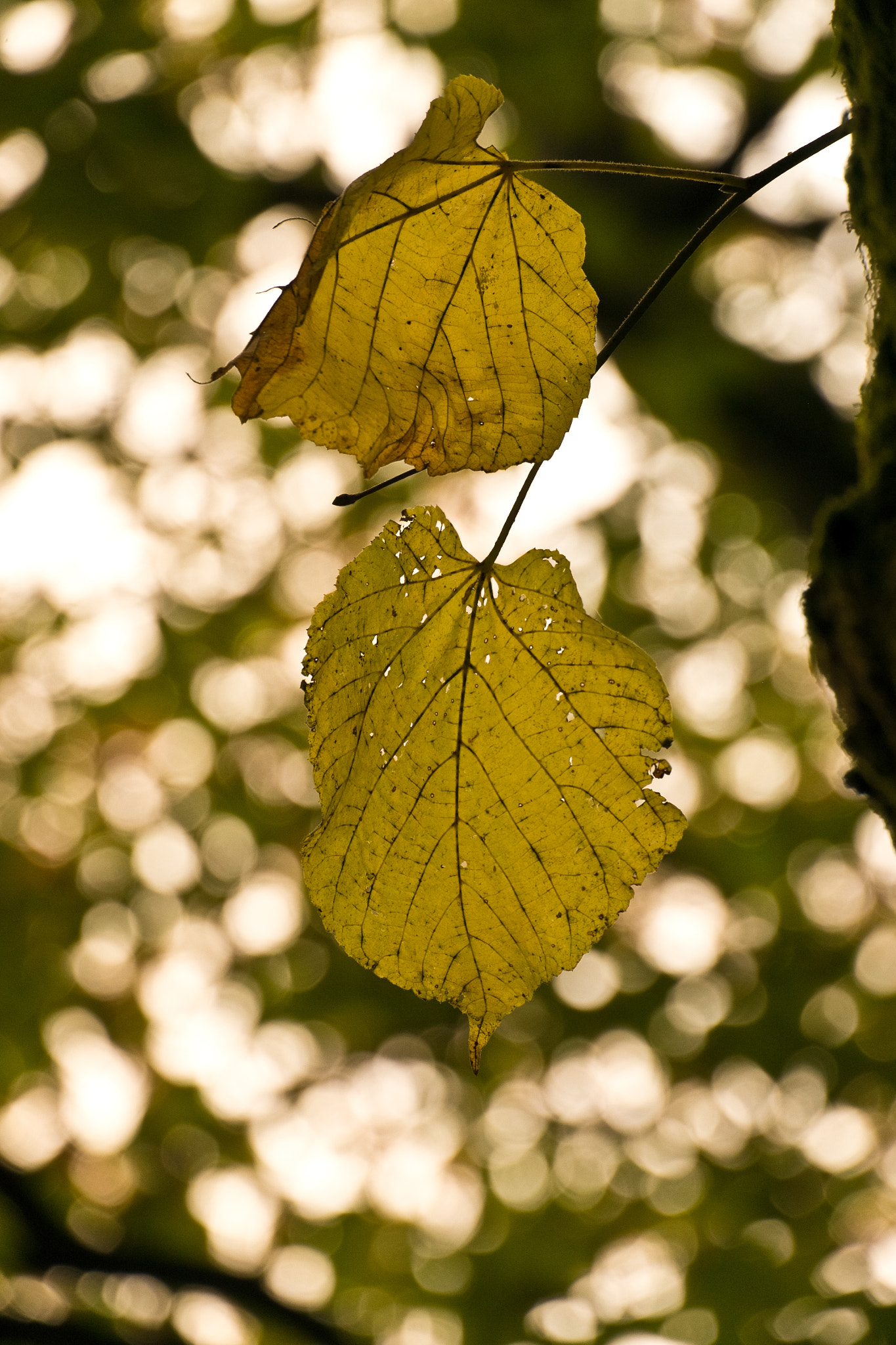 Fujifilm X-E1 + Fujifilm XC 50-230mm F4.5-6.7 OIS sample photo. Konausraw photography