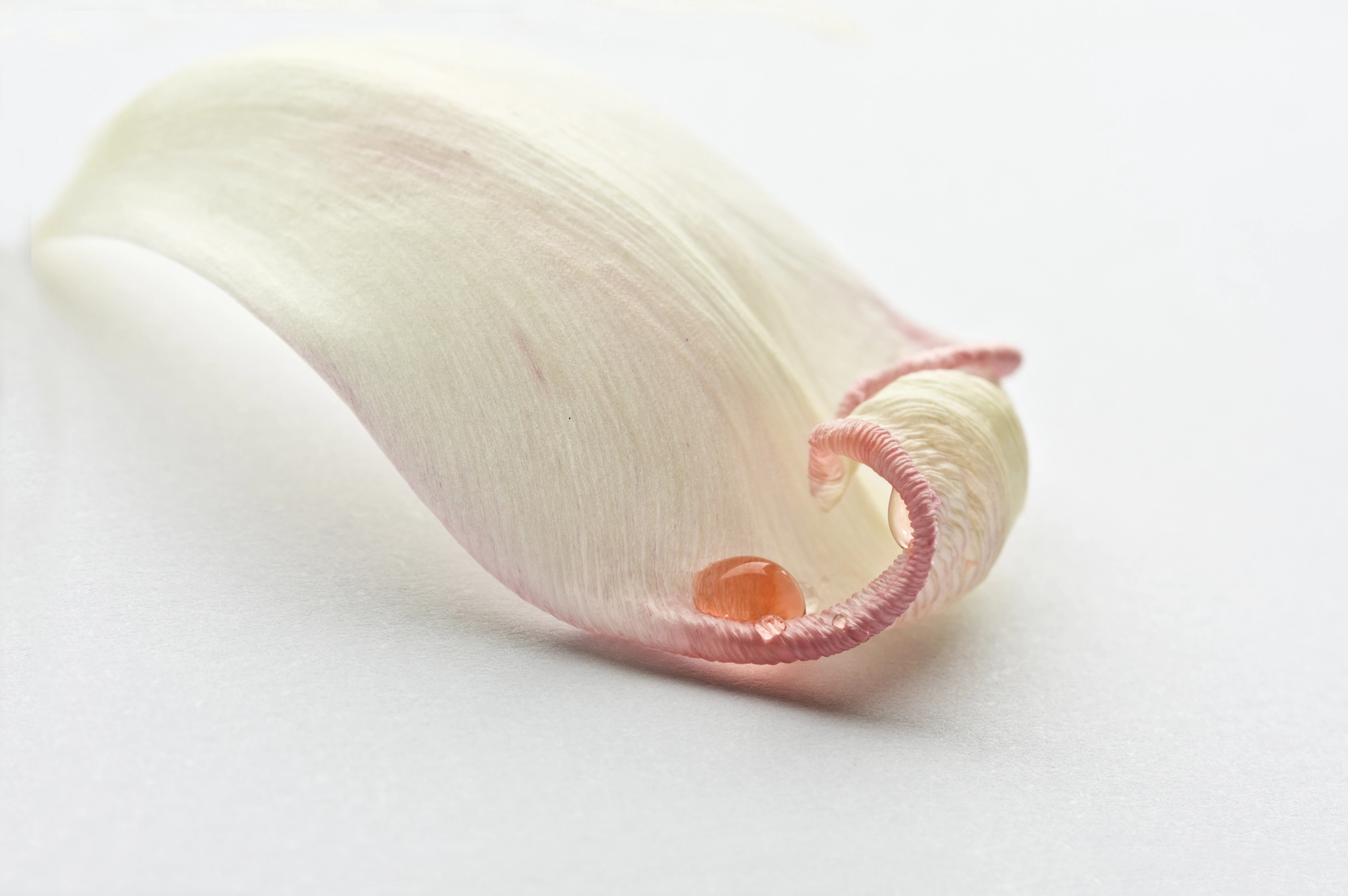 Canon EF-S 60mm F2.8 Macro USM sample photo. Tulpenblatt photography