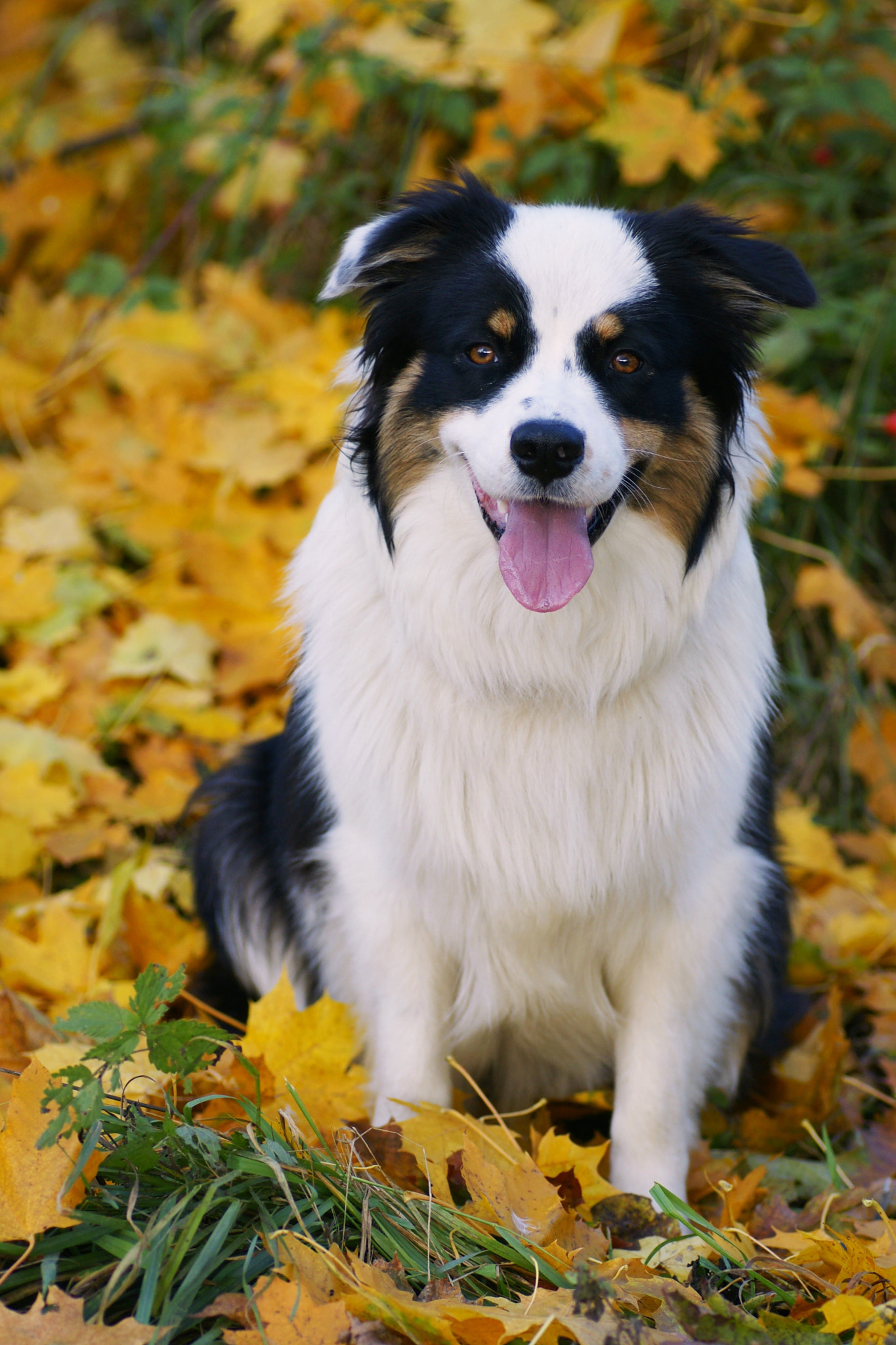 Sony Alpha DSLR-A700 + Tamron SP AF 90mm F2.8 Di Macro sample photo. Autumn portrait photography