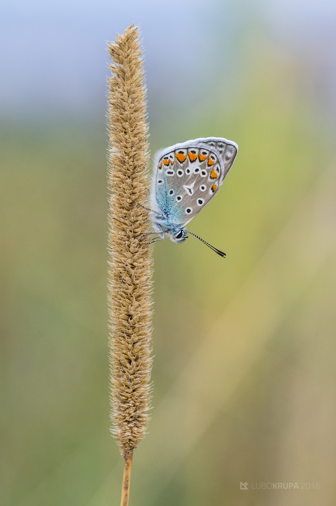 Pentax K-r + Tamron SP AF 90mm F2.8 Di Macro sample photo. Polyommatus icarus photography