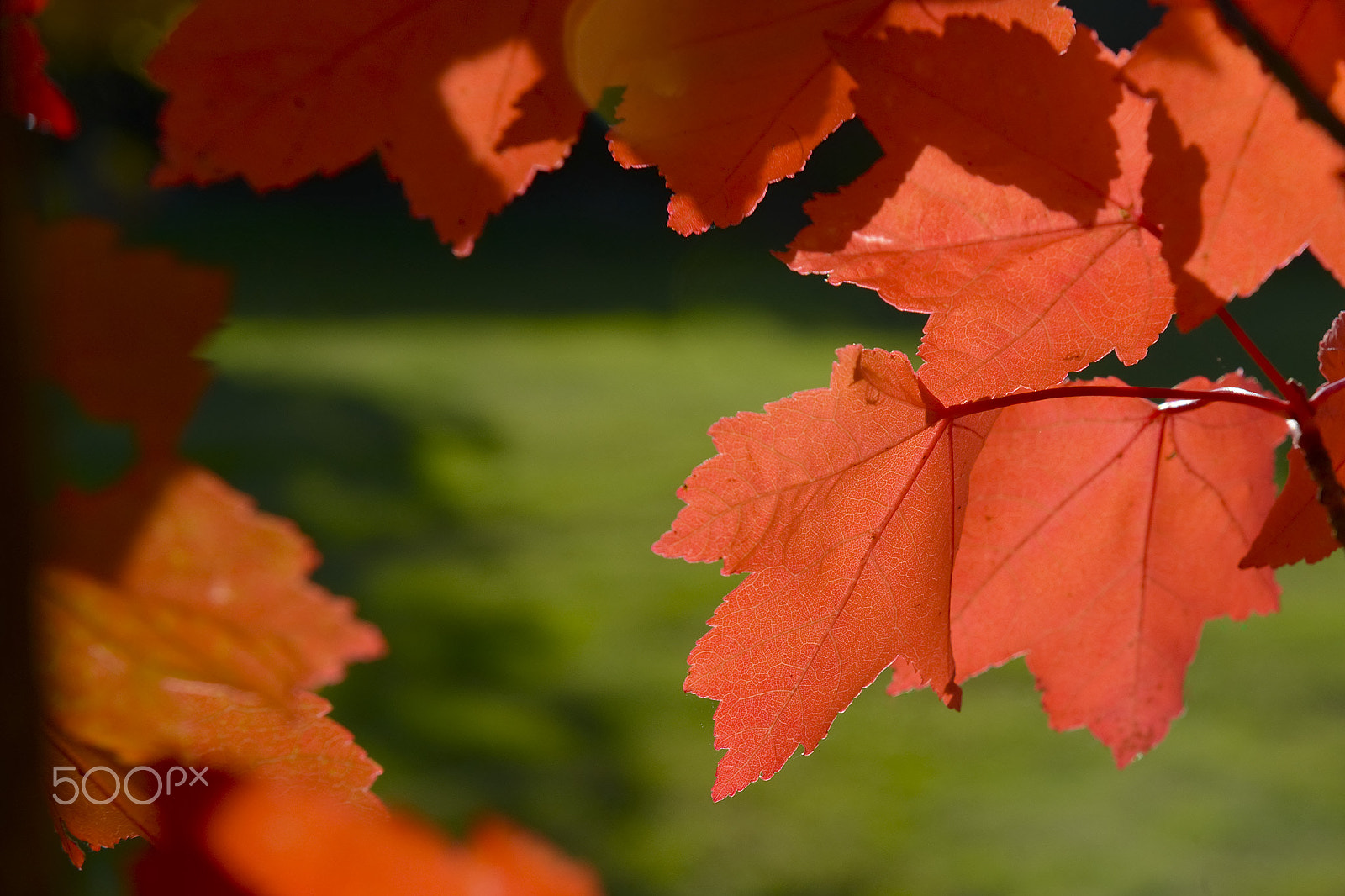 Nikon D4 sample photo. Fall colors photography