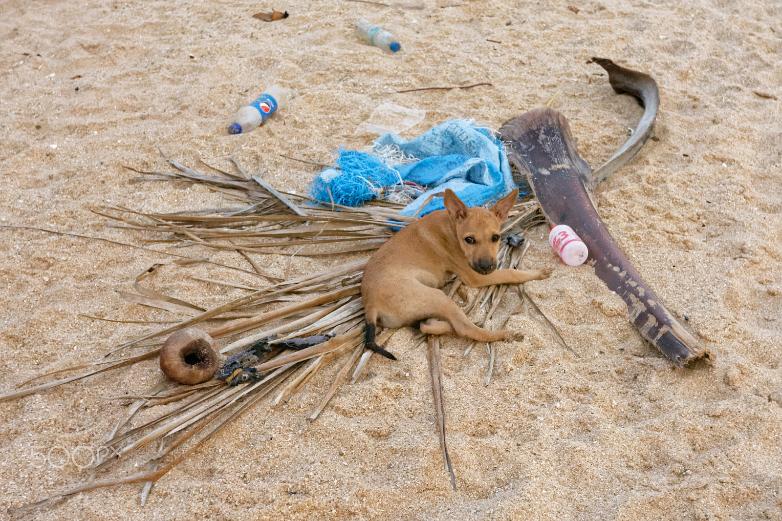Nikon D7200 sample photo. Stray puppy, stray trash photography