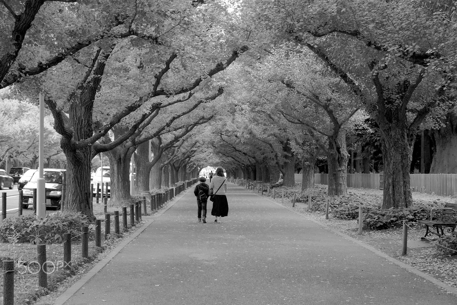 Sony a7R + Sony Sonnar T* FE 55mm F1.8 ZA sample photo. Lines of gingko trees photography