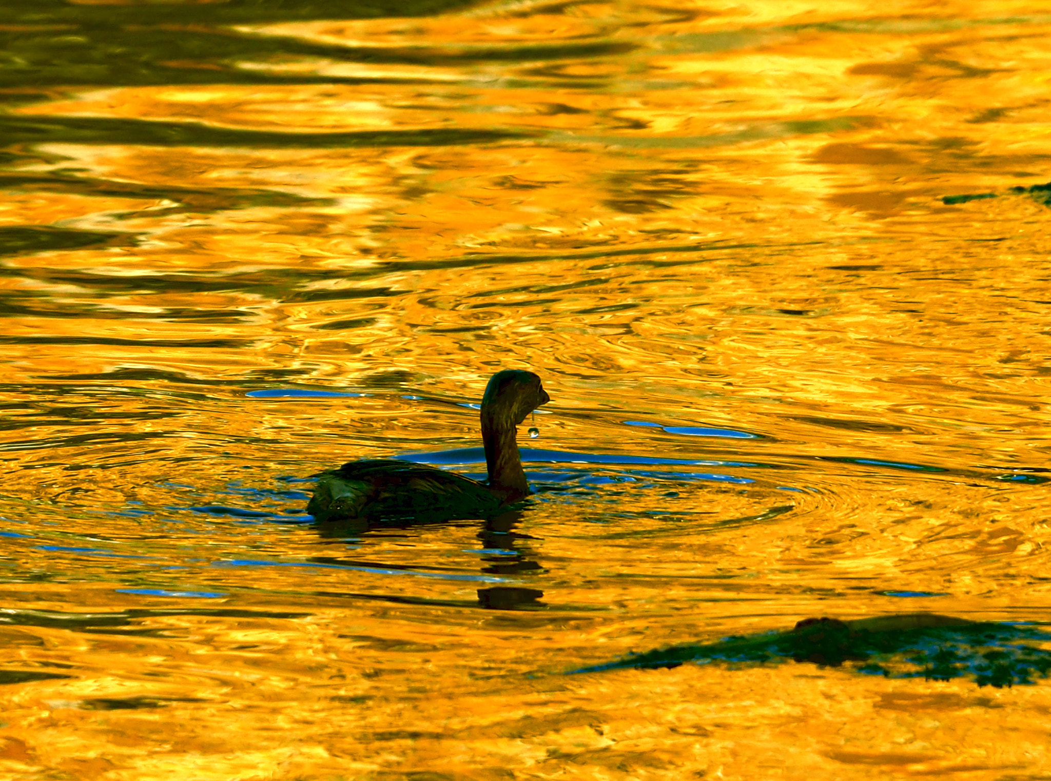 Olympus OM-D E-M5 II sample photo. Droplet photography