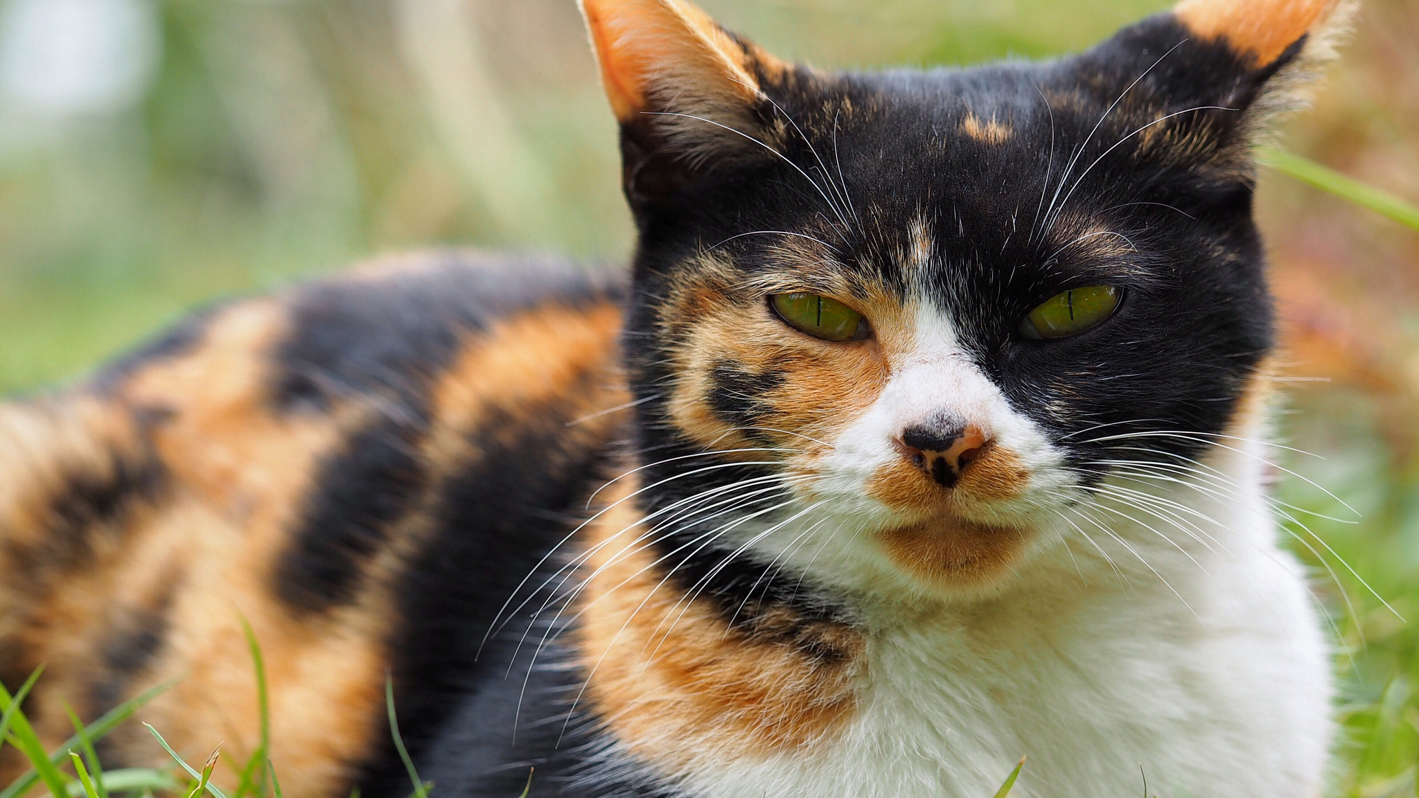 Olympus PEN E-PL7 sample photo. A calico photography