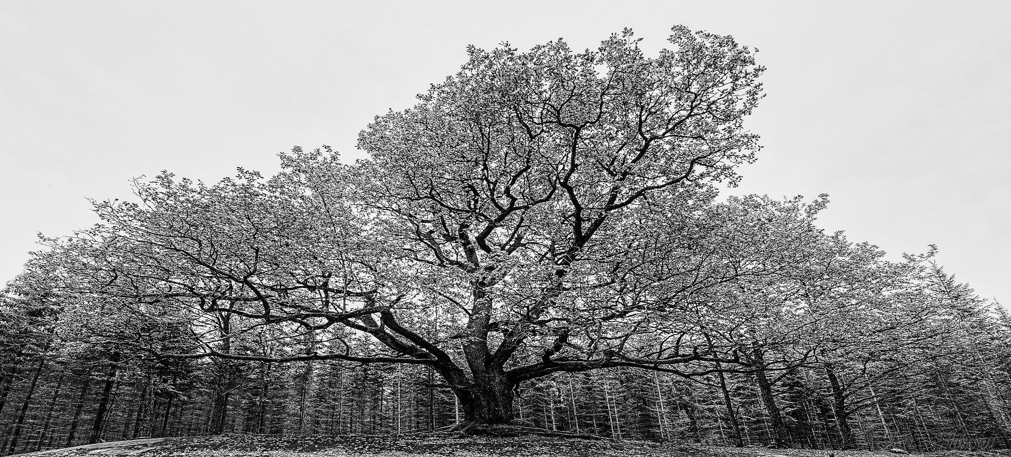 Canon EF 14mm F2.8L II USM sample photo. The giant photography
