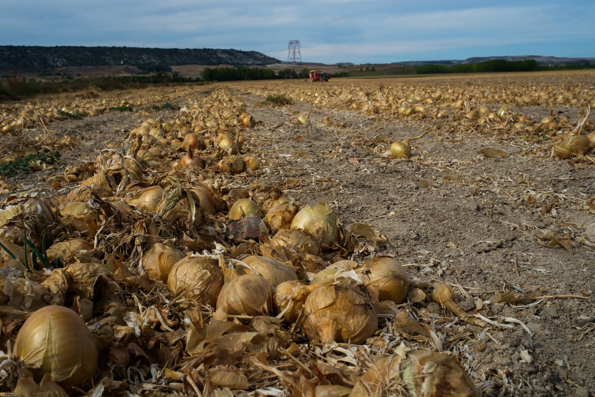 Fujifilm X-Pro1 + Fujifilm XF 23mm F1.4 R sample photo. Campos de cebollas photography