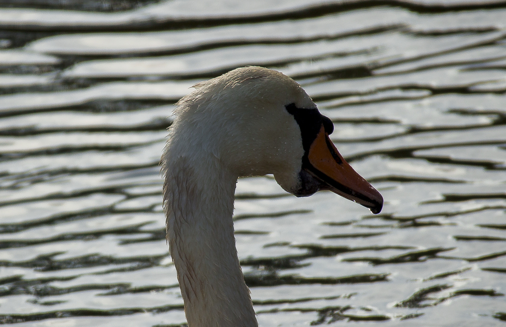Canon EOS M sample photo. Swan on pippbrook lake photography
