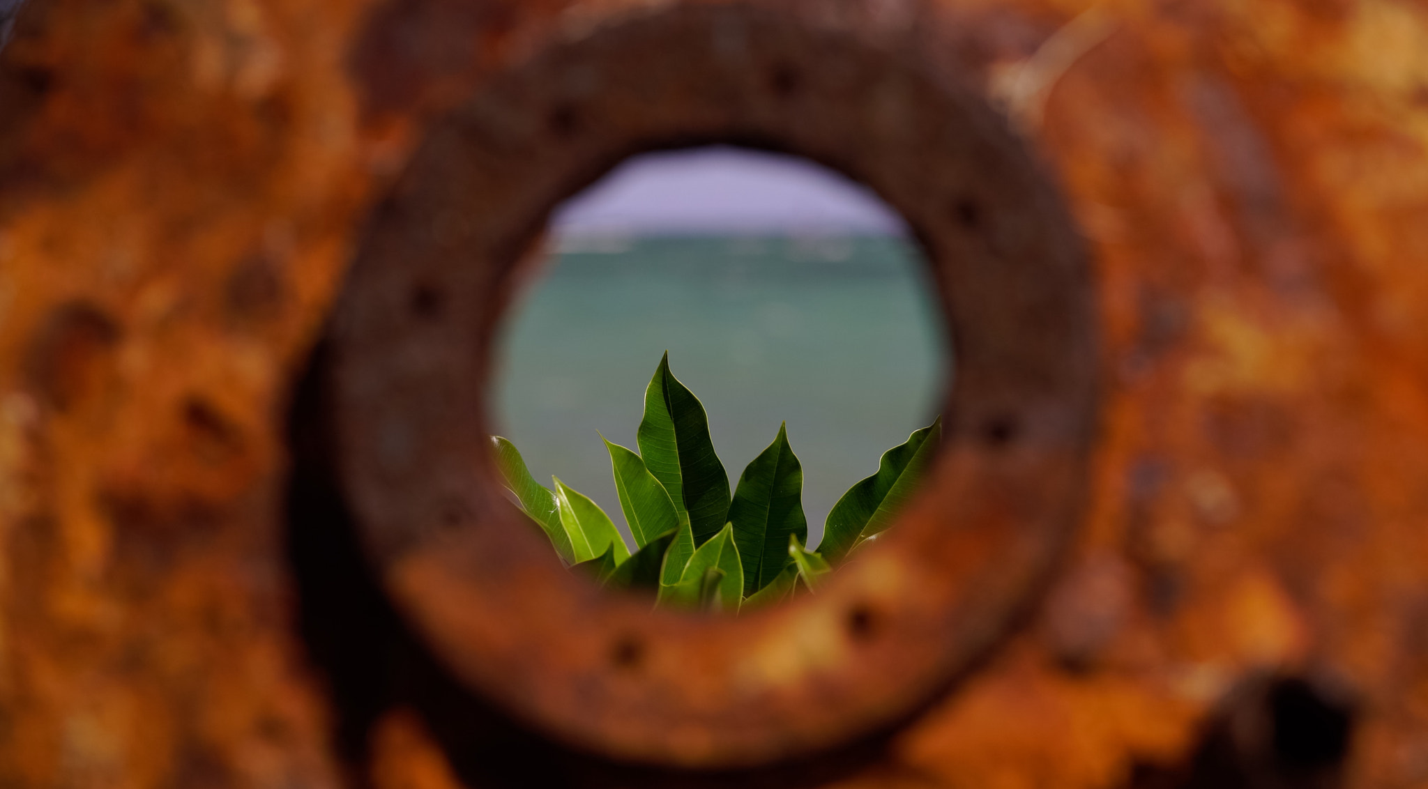 Sony FE 85mm F1.4 GM sample photo. Nature made becoming all beautiful. photography