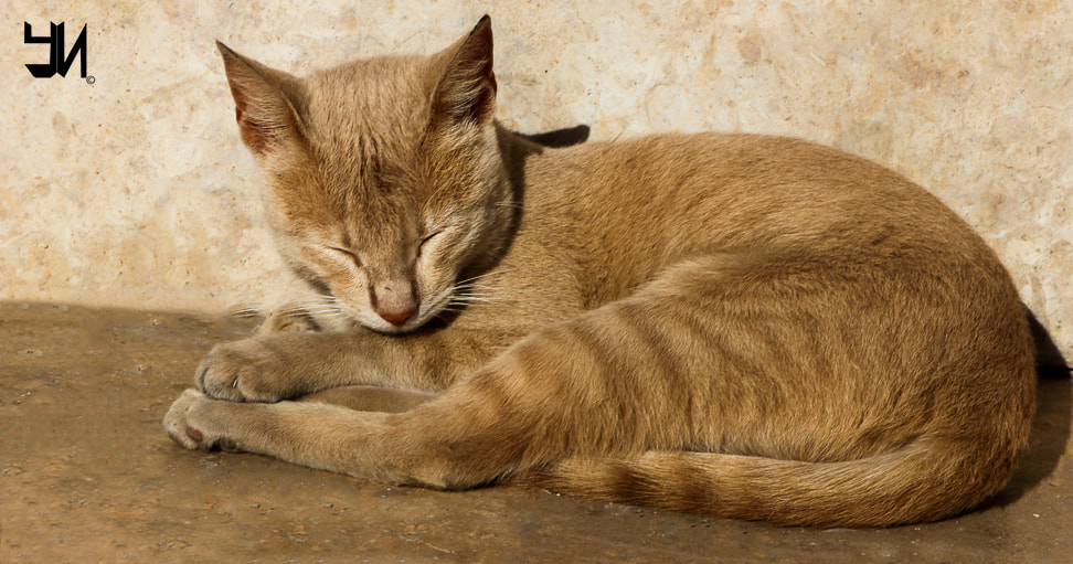 Canon EF 28-105mm f/3.5-4.5 USM sample photo. Cat slipping photography