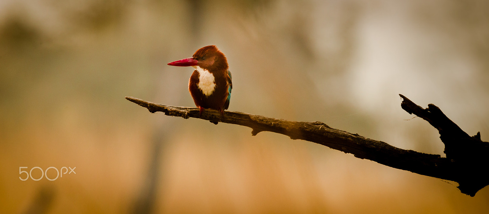 Canon EOS-1D Mark IV + Canon EF 300mm F2.8L IS USM sample photo. Kingfisher.. photography
