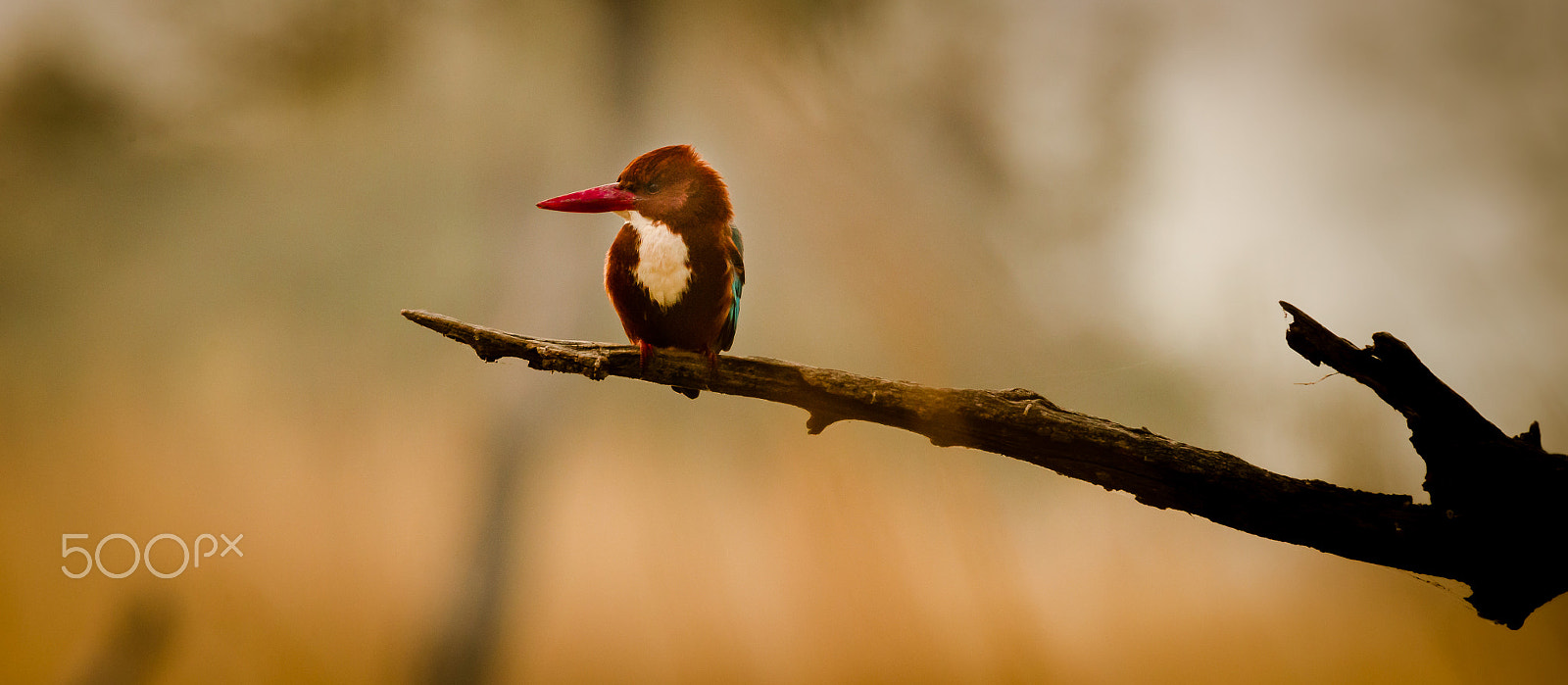 Canon EF 300mm F2.8L IS USM sample photo. Kingfisher.. photography