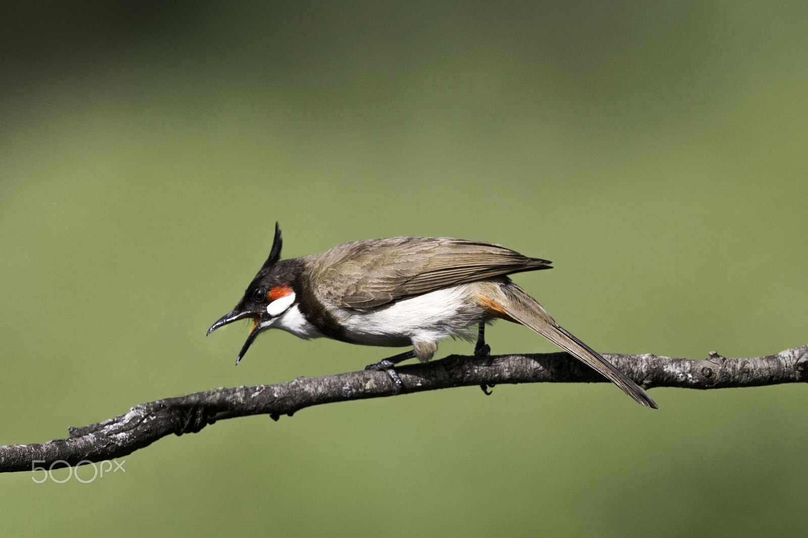 Canon EF 500mm F4L IS II USM sample photo. Red whiskered bulbul photography