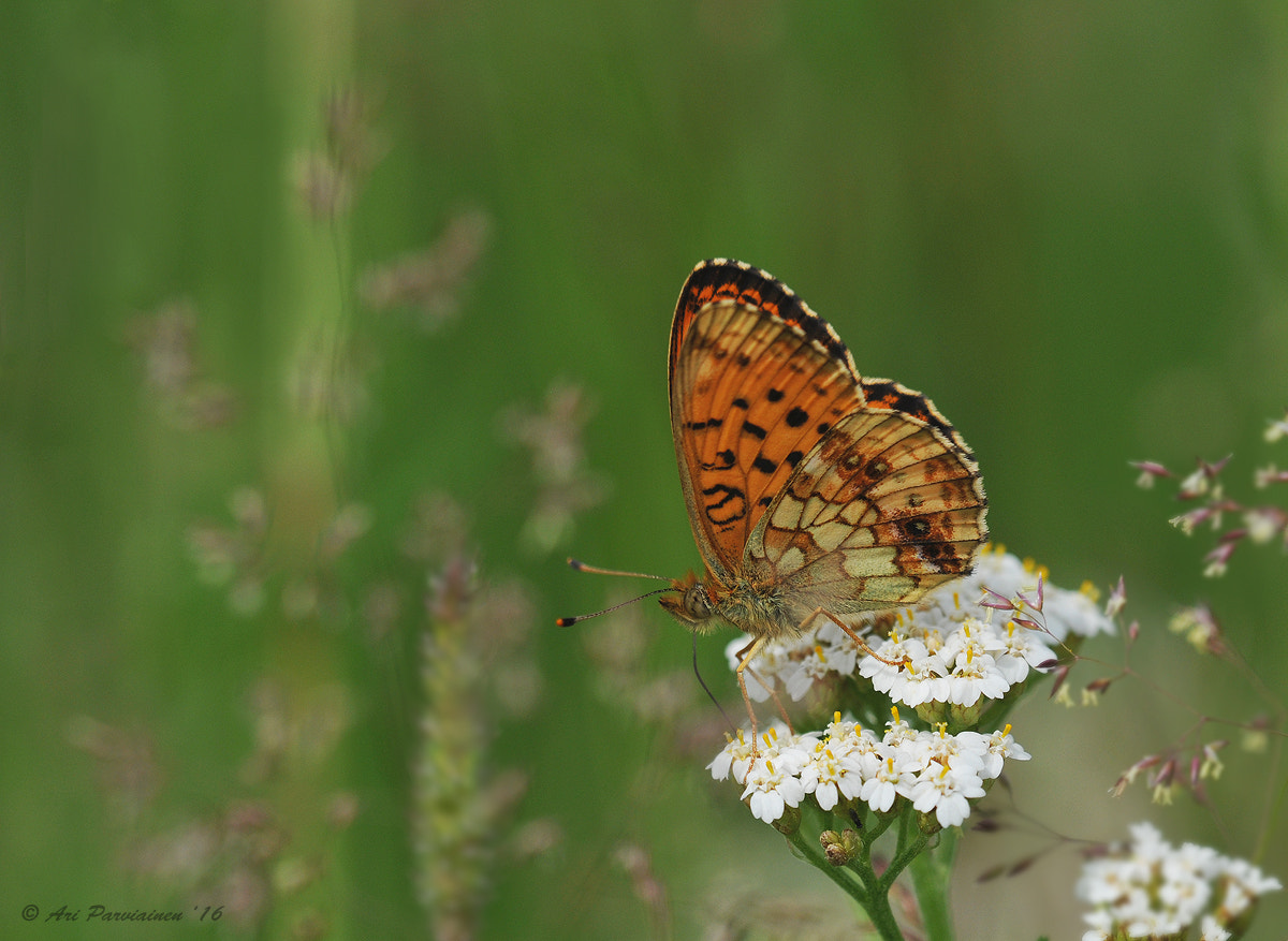 Sigma 150mm F2.8 EX DG OS Macro HSM sample photo. Fritillary on a yarrow photography