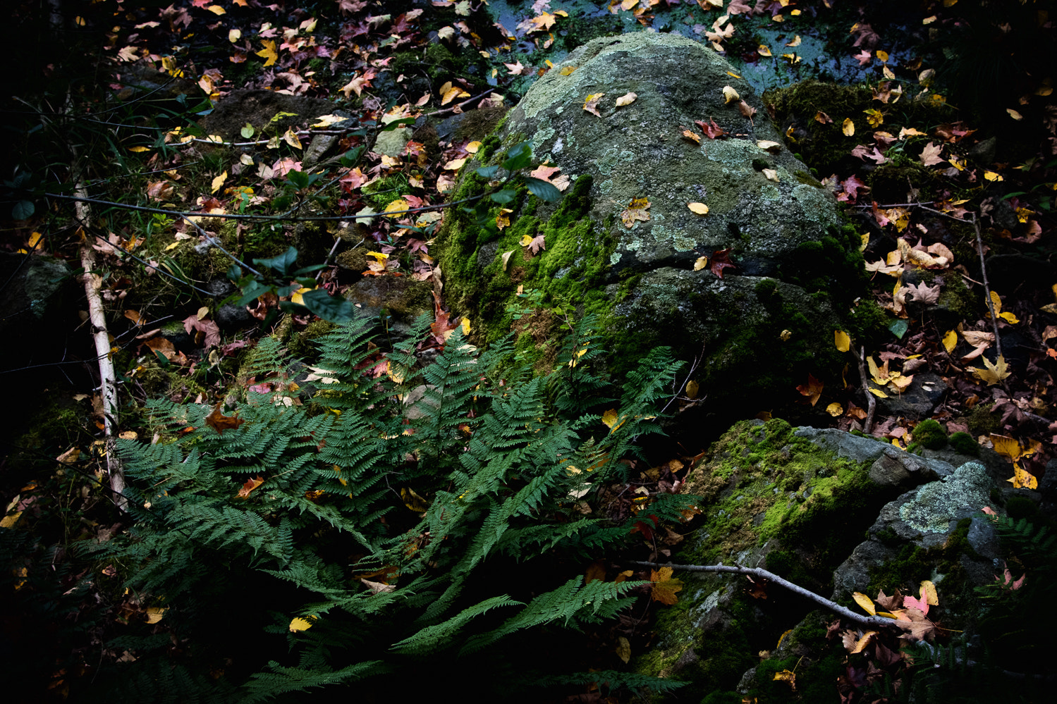 Nikon AF-S Nikkor 24-120mm F4G ED VR sample photo. Fern photography