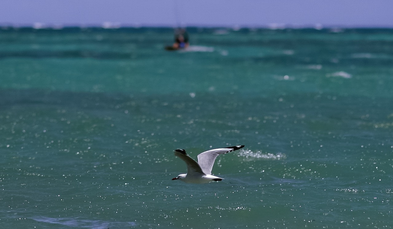 Sony FE 85mm F1.4 GM sample photo. The birds also love when it is windy photography