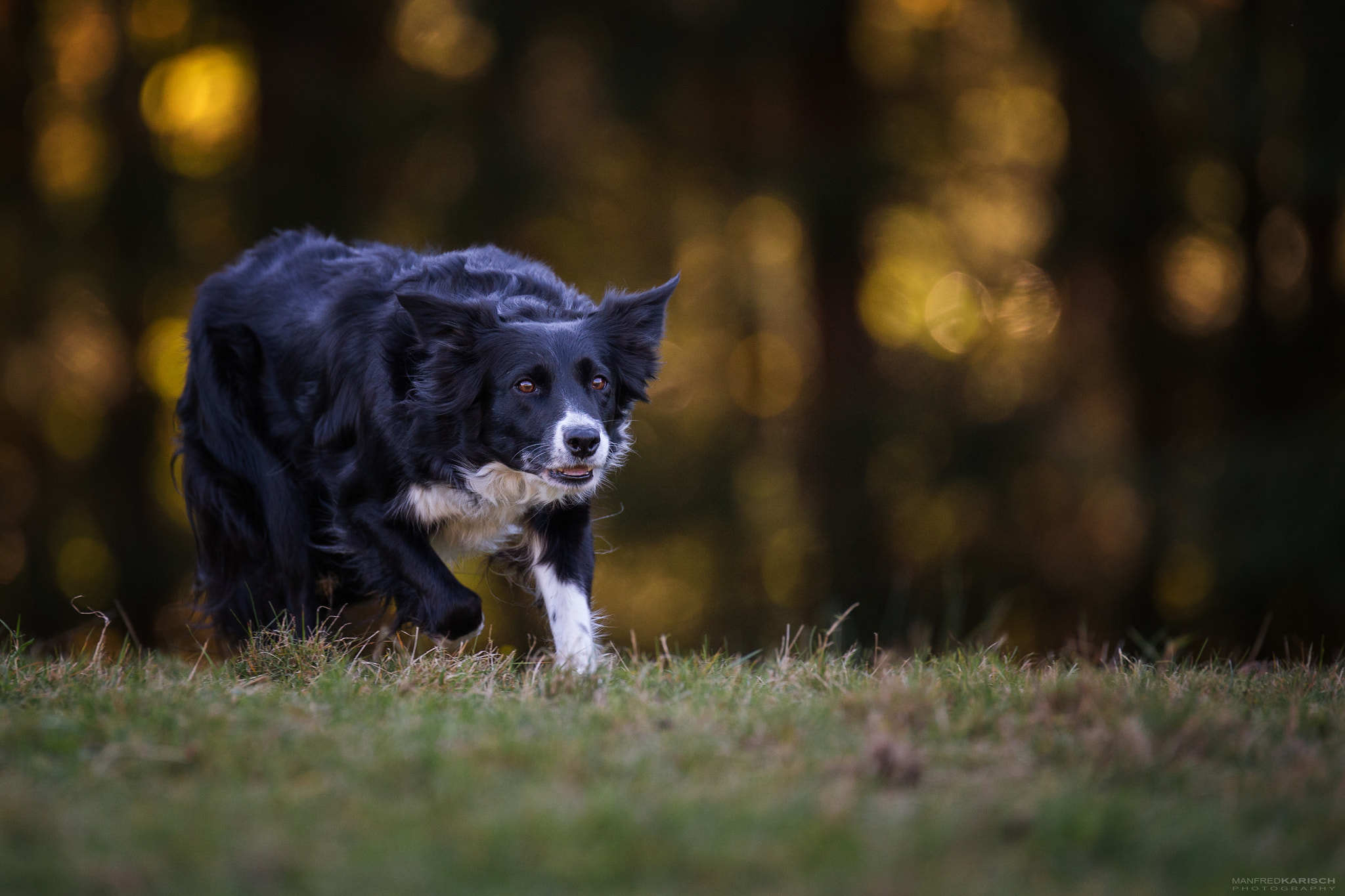 Canon EOS-1D X + Canon EF 200mm F2.8L II USM sample photo. Gem - working sheepdog photography