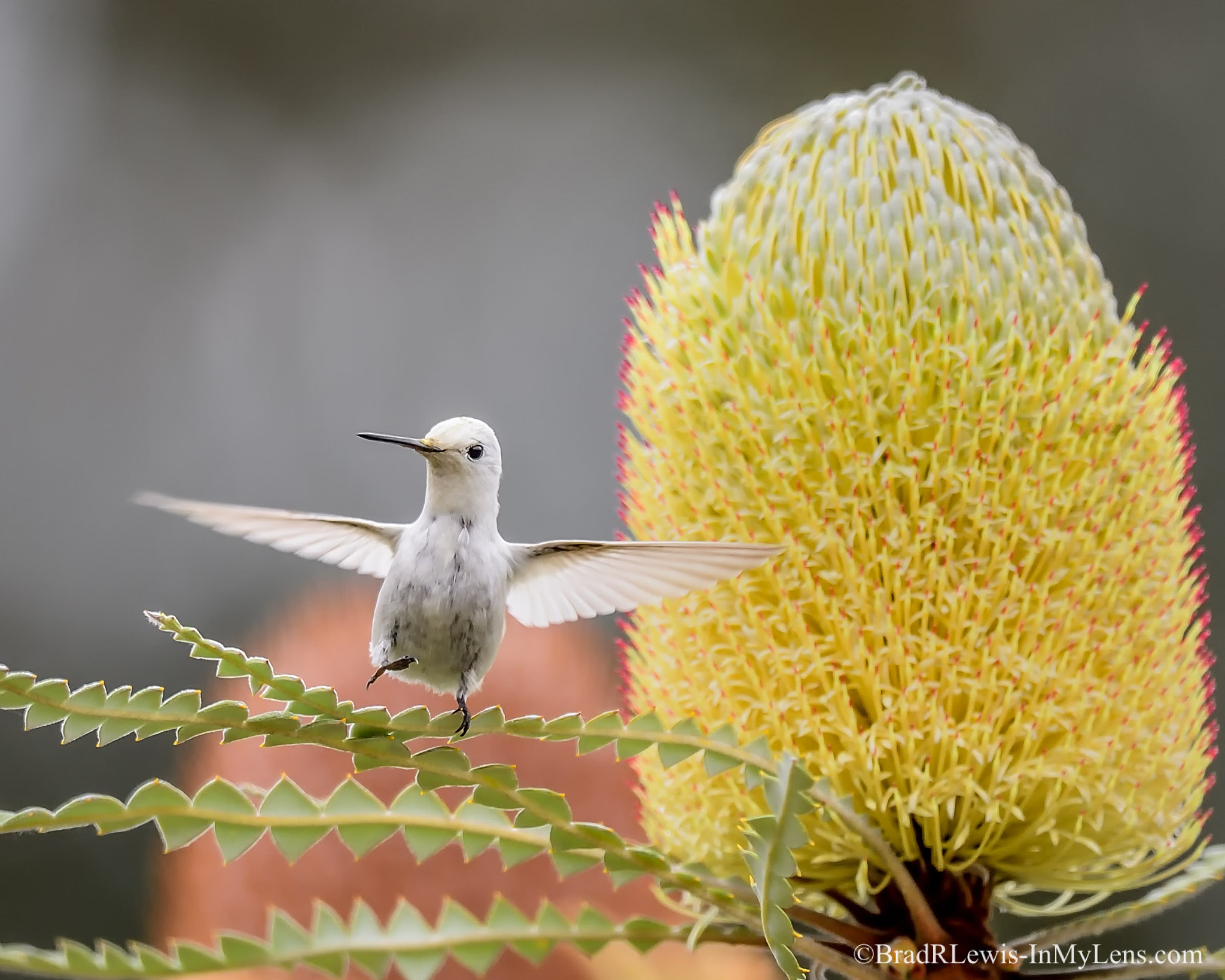 Nikon AF-S Nikkor 800mm F5.6E FL ED VR sample photo. Rare all white anna's hummingbird photography