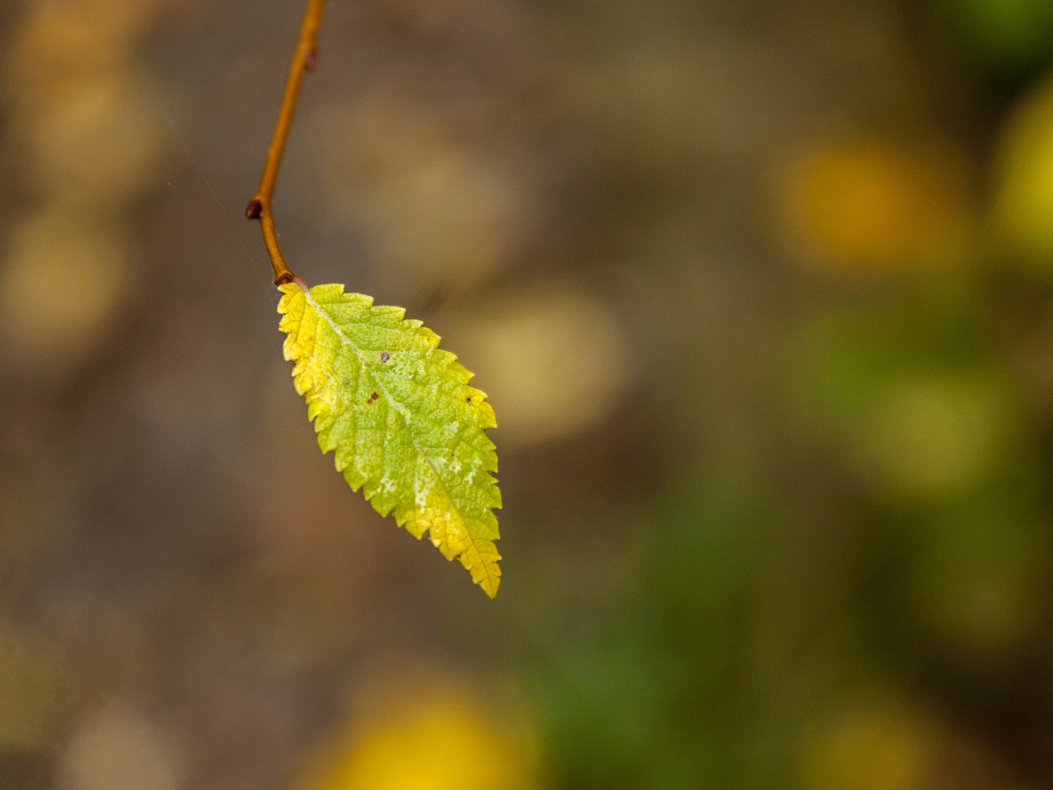 Canon EOS 30D sample photo. Img photography
