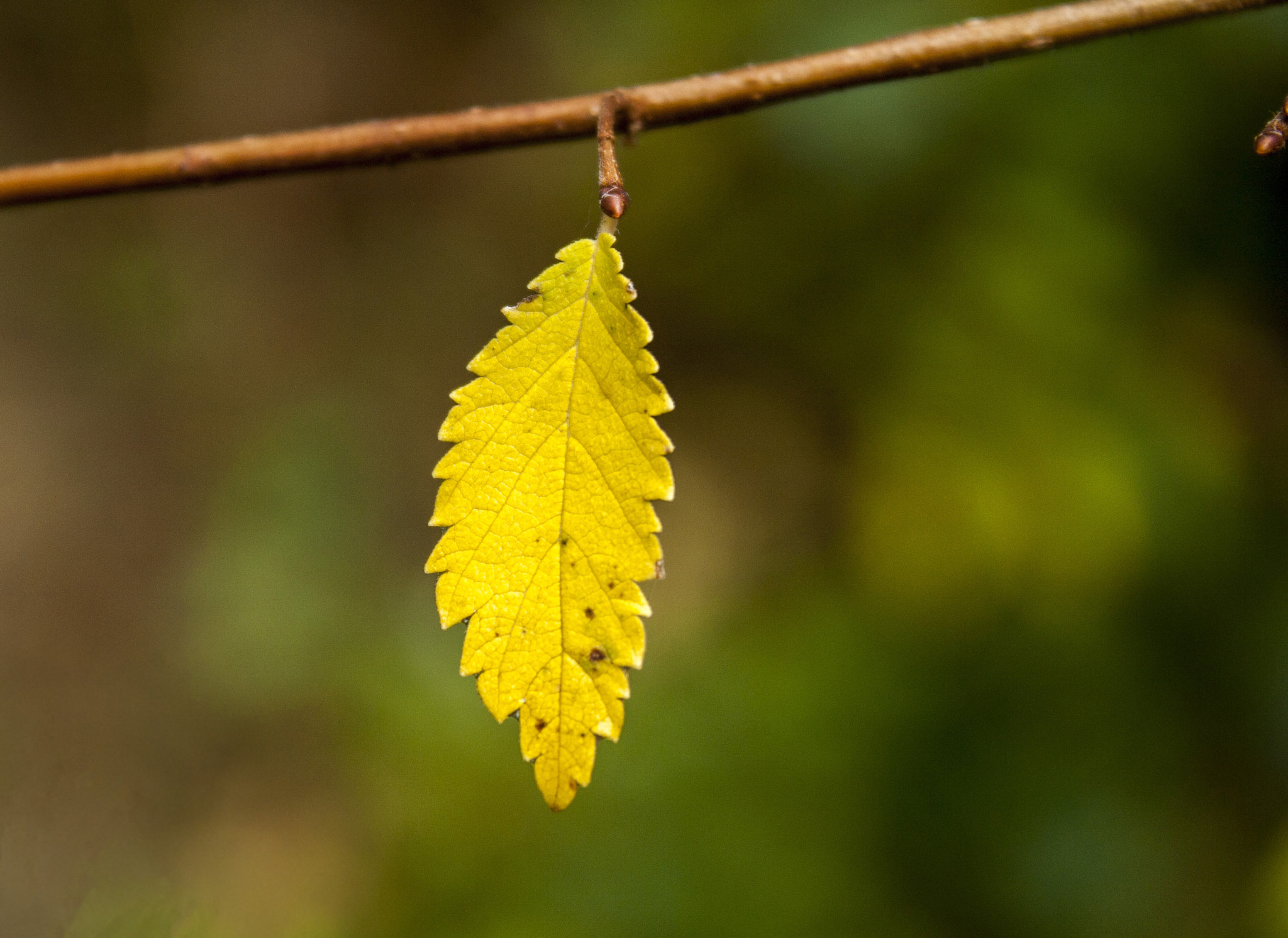 Canon EOS 30D sample photo. Img photography