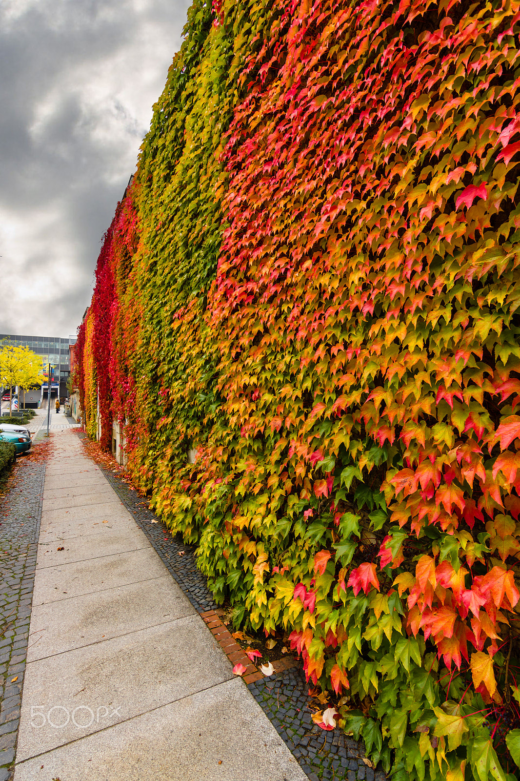 Sony SLT-A77 sample photo. Wall of leaves. autumn in the city. photography