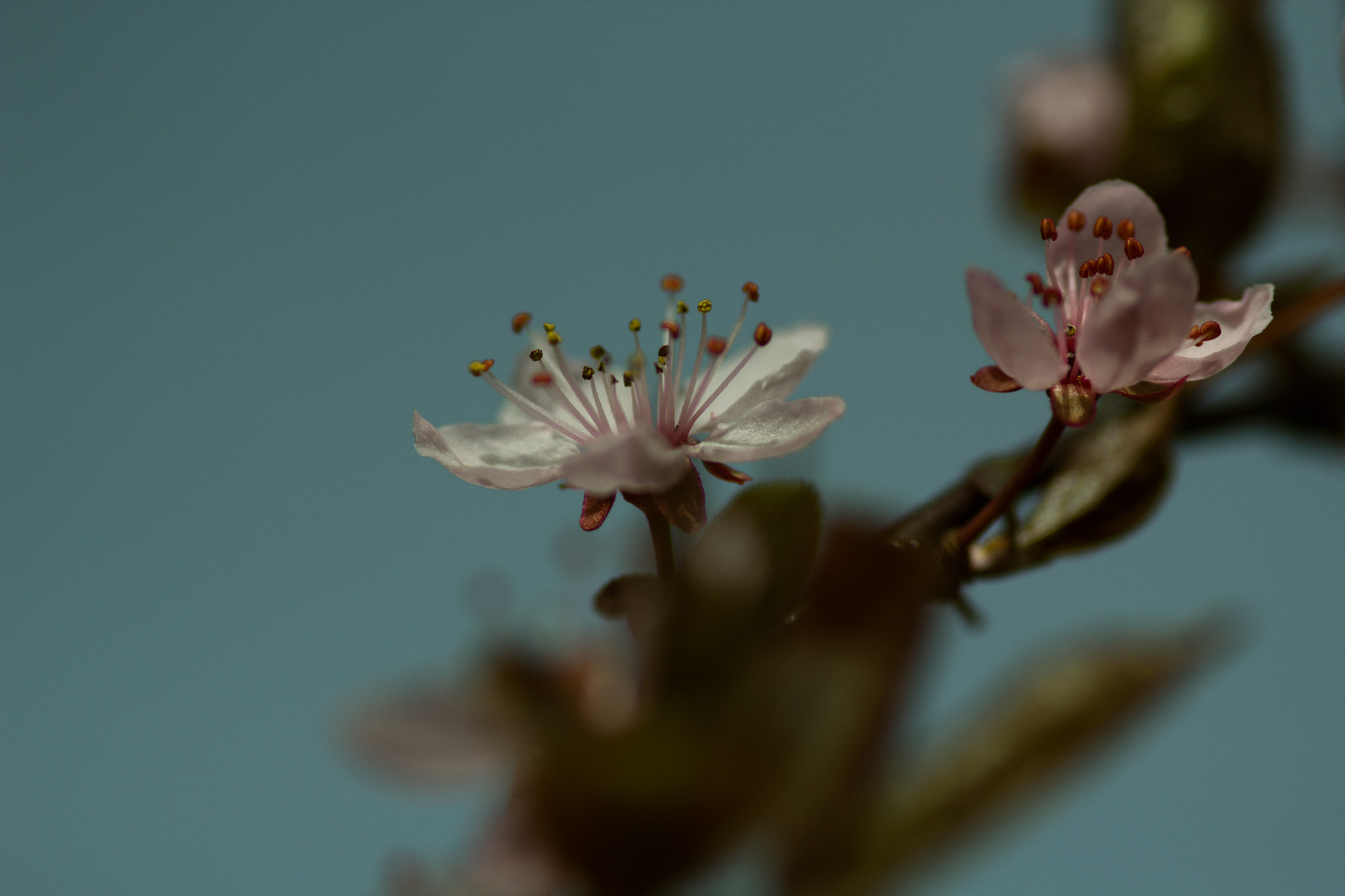 Canon EOS 60D + Sigma 105mm F2.8 EX DG Macro sample photo. Flower img photography