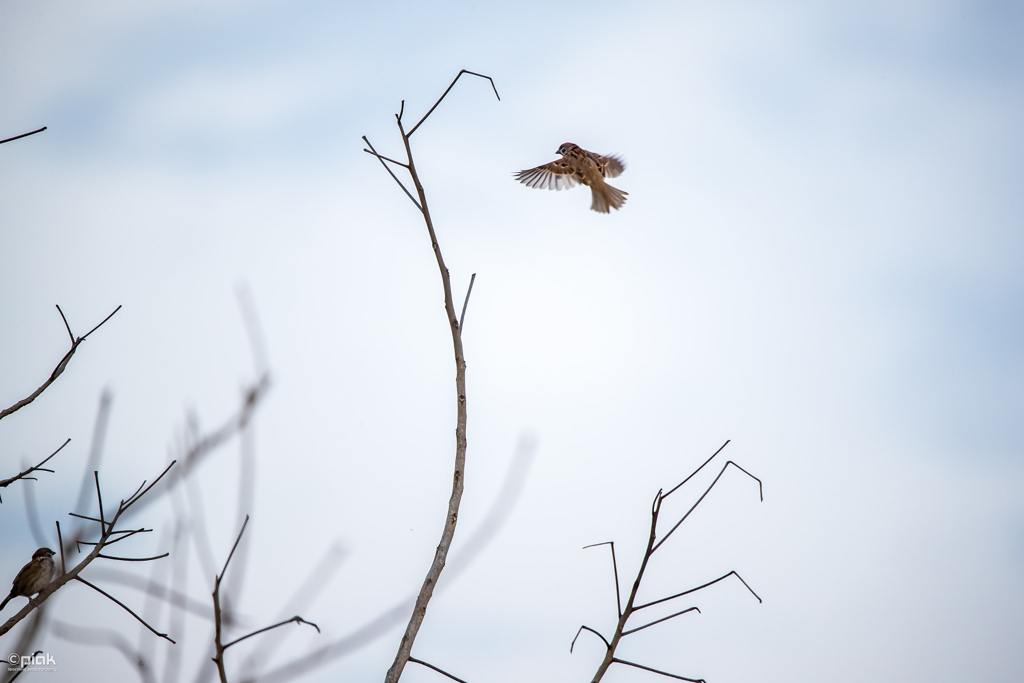 150-600mm F5-6.3 DG OS HSM | Sports 014 sample photo. Fly in motion photography