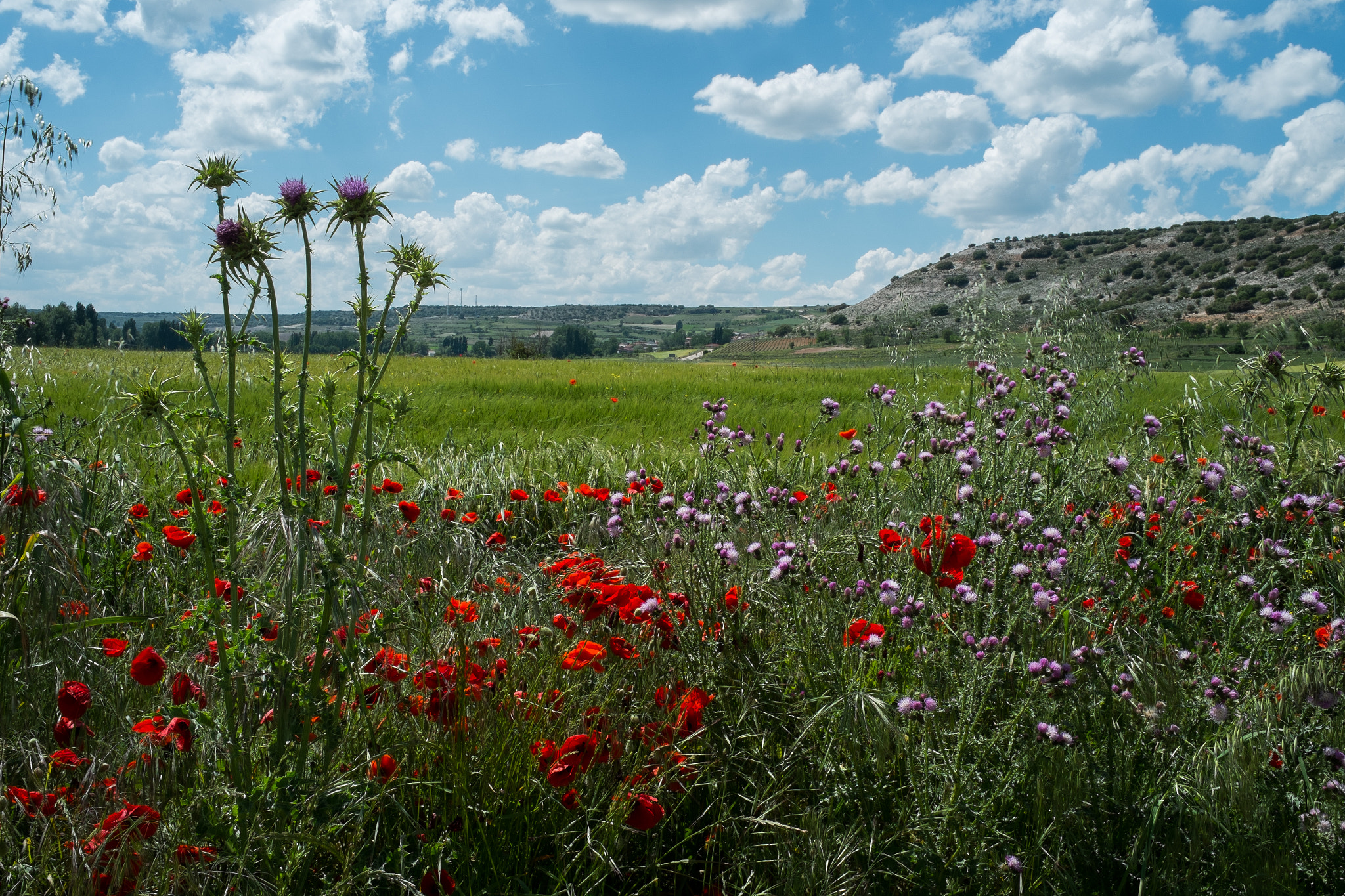 Fujifilm X-Pro1 + Fujifilm XF 23mm F1.4 R sample photo. Amapolas y cardos photography