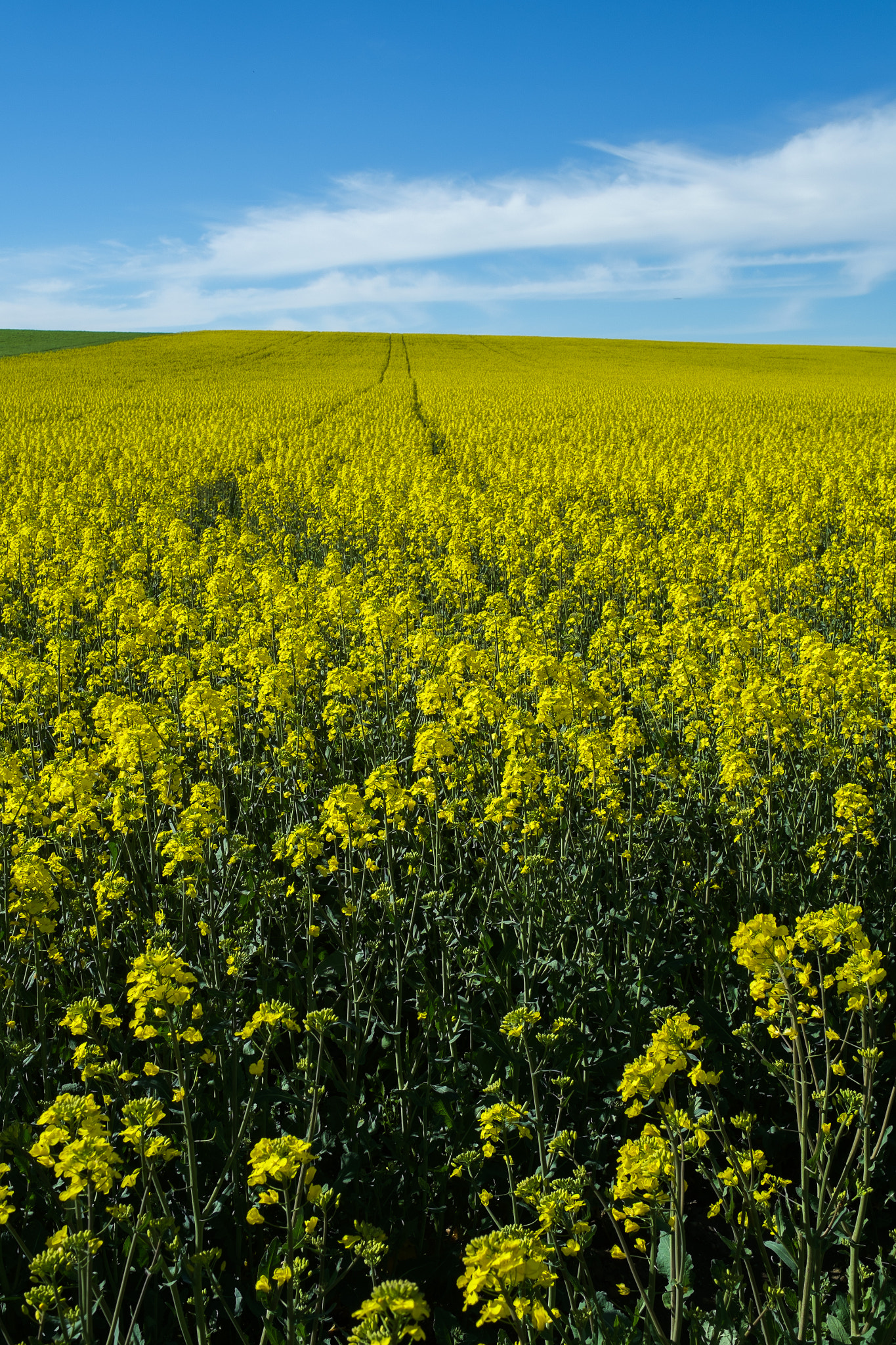Fujifilm X-Pro1 + Fujifilm XF 23mm F1.4 R sample photo. Yellow carpet photography
