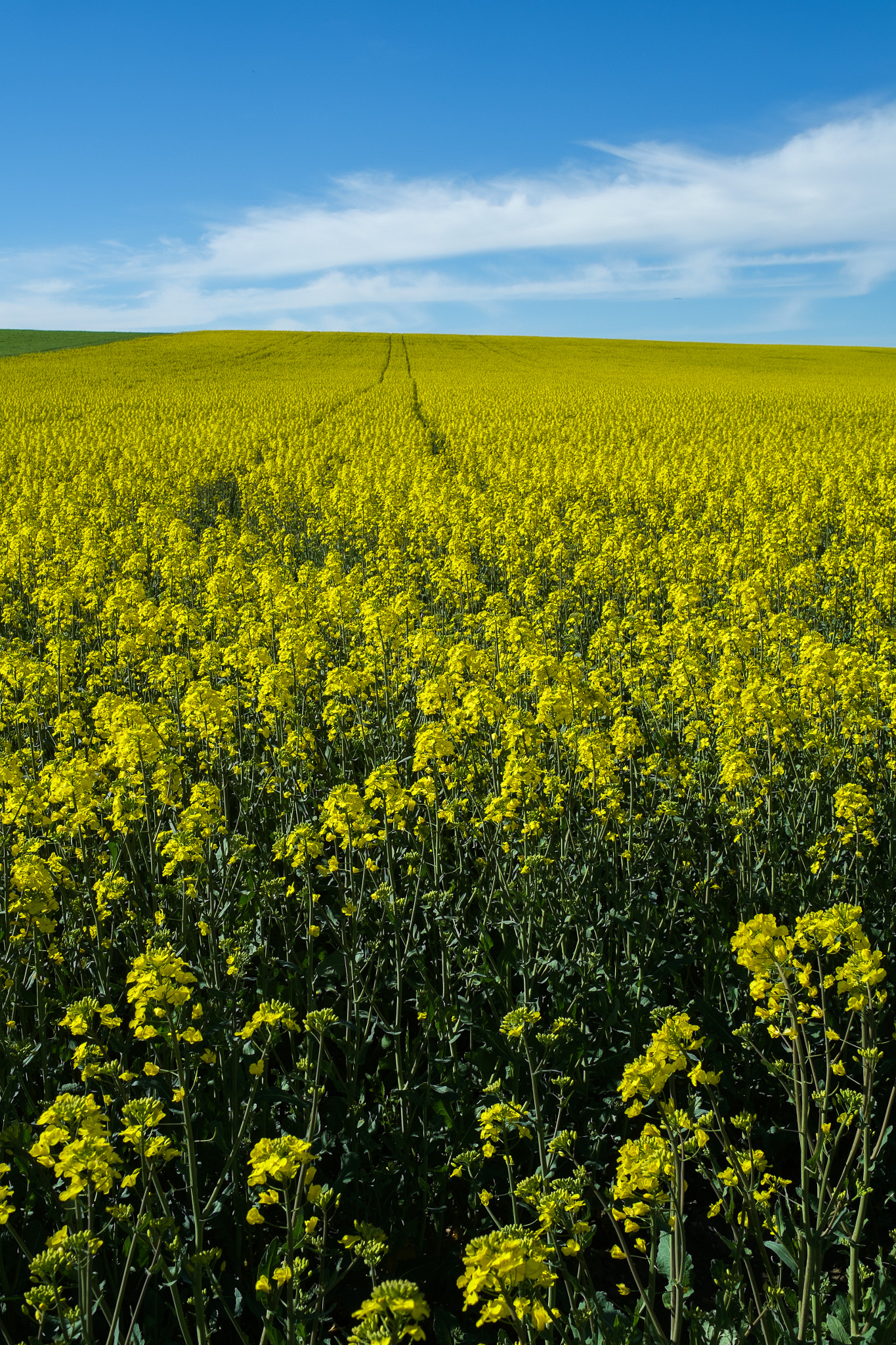 Fujifilm X-Pro1 + Fujifilm XF 23mm F1.4 R sample photo. Yellow carpet photography