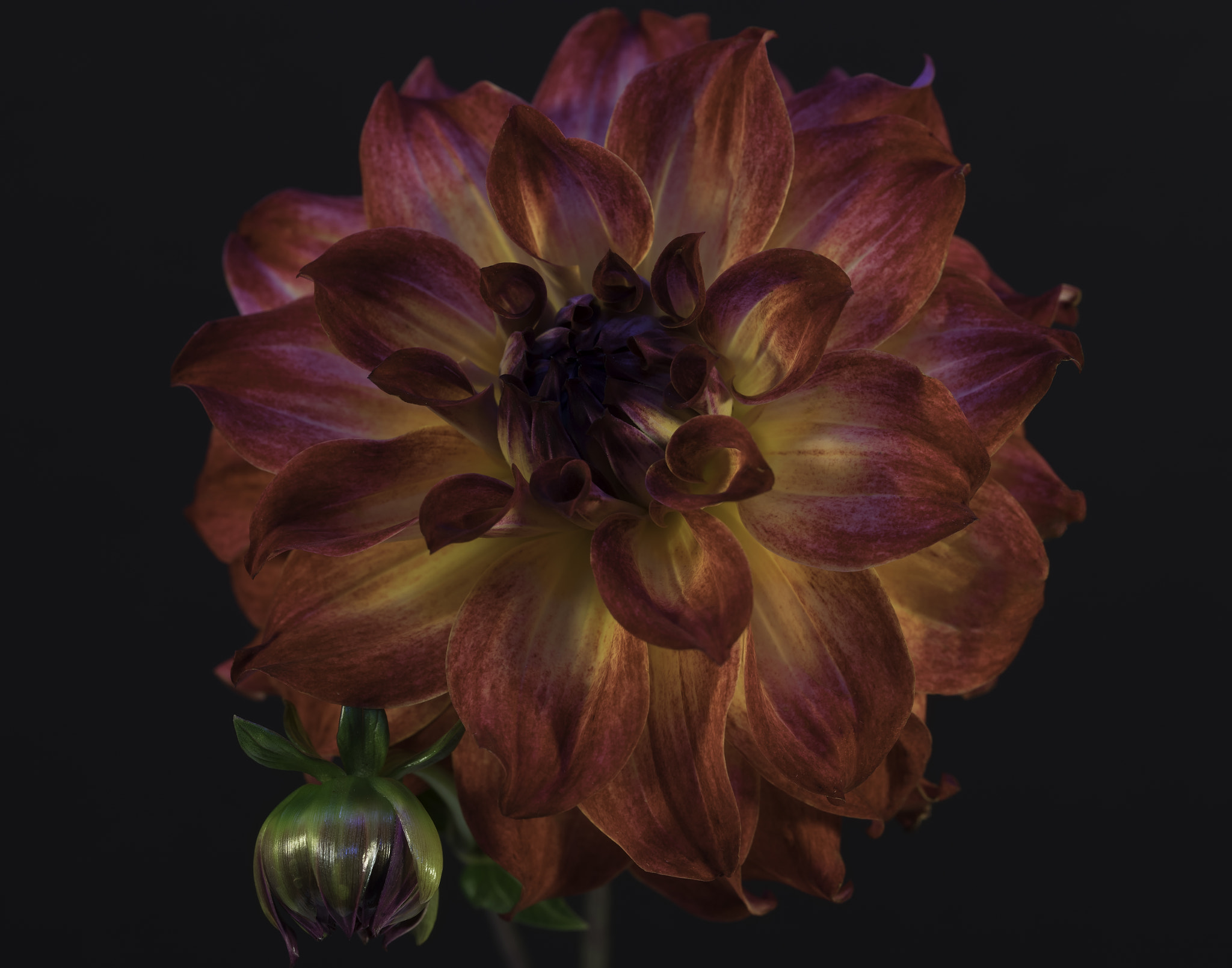 Sony a7 sample photo. Red-yellow dahlia.  photography