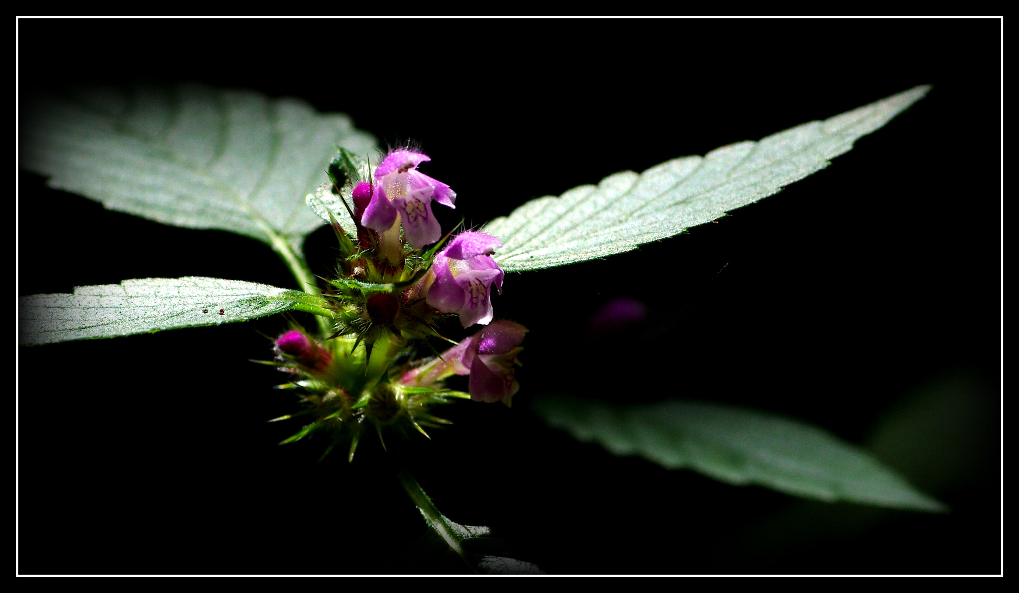 Pentax K-5 + Tamron SP AF 90mm F2.8 Di Macro sample photo. Purple nettle photography