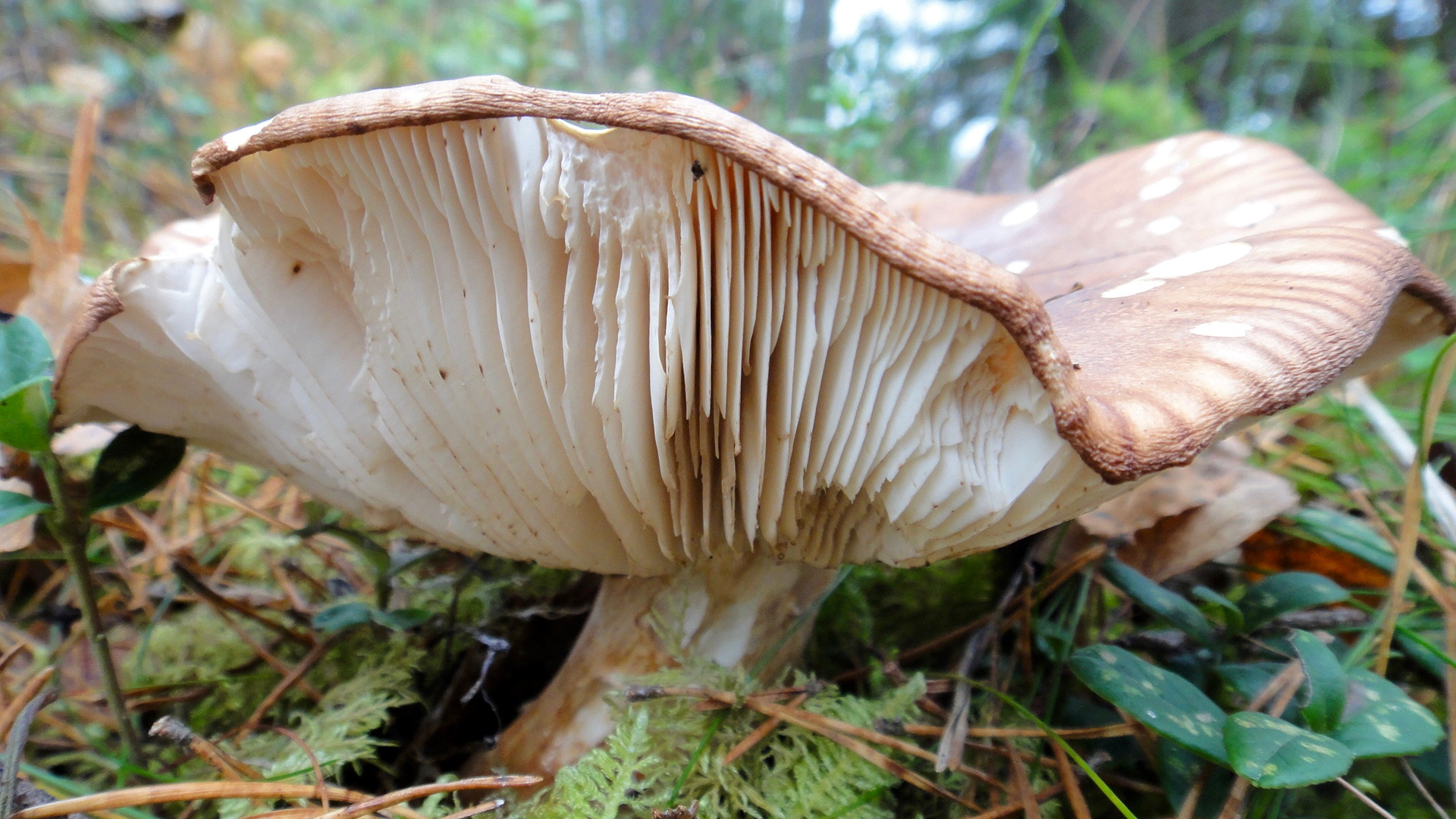 Sony Cyber-shot DSC-TX5 sample photo. Mushroom closeup photography