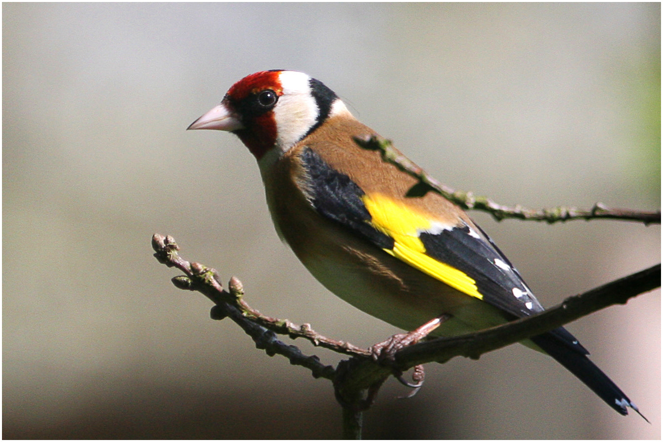 Canon EOS 40D sample photo. Goldfinch photography
