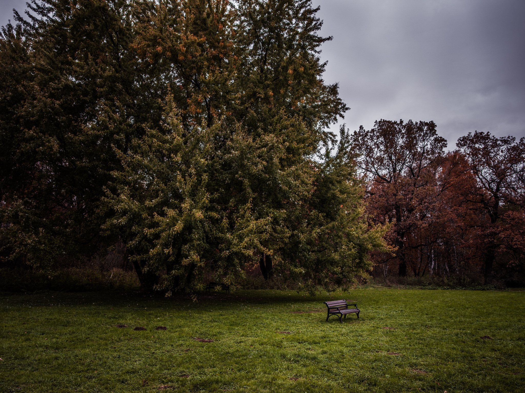 Pentax 645Z + smc PENTAX-FA 645 35mm F3.5 AL [IF] sample photo. Bench photography