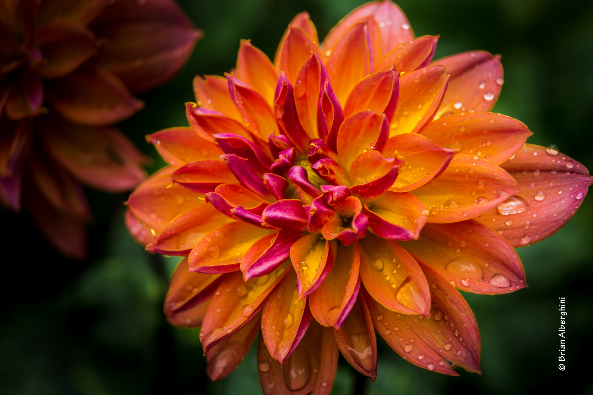 Nikon D7100 + Sigma 24-105mm F4 DG OS HSM Art sample photo. After the cold rain photography
