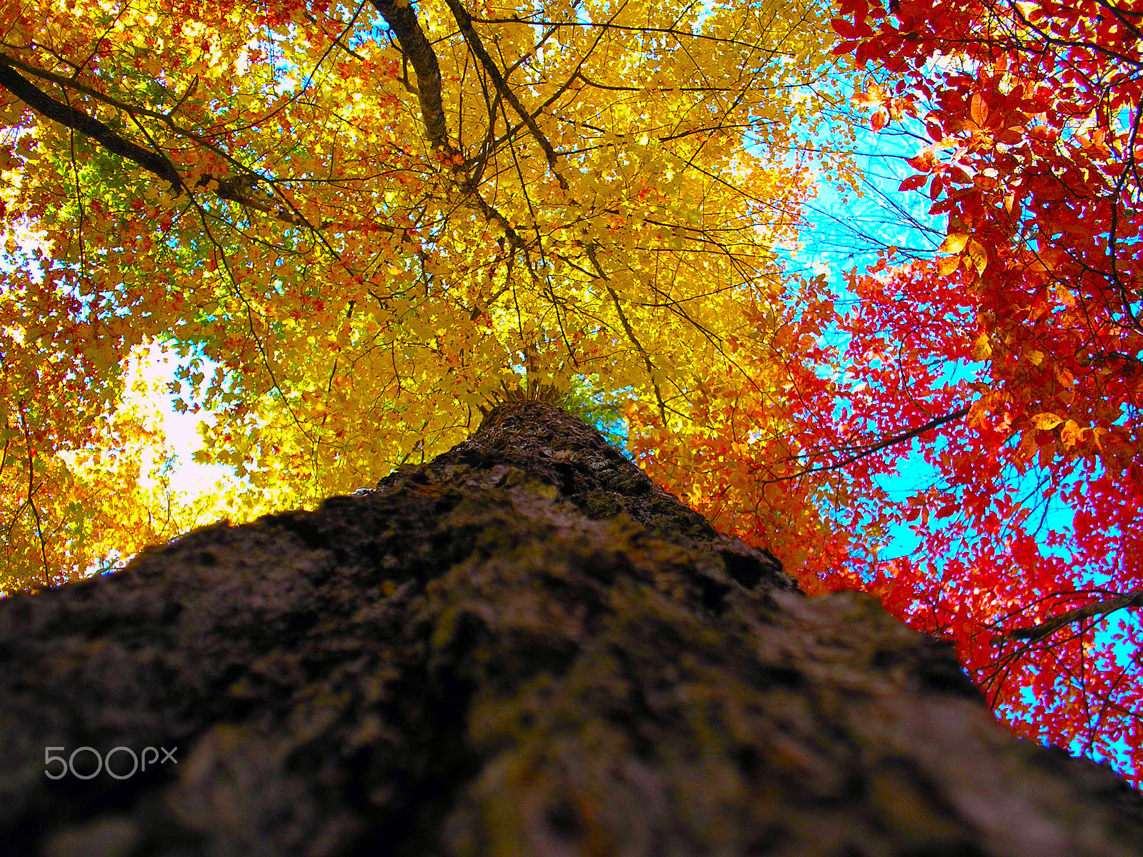Olympus C180,D435 sample photo. Gold vs. red photography
