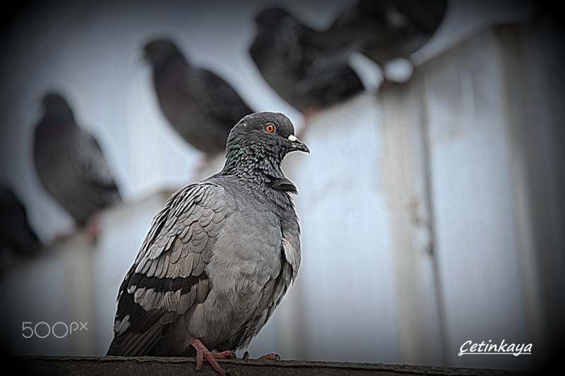 Nikon D3 sample photo. Pıgeon photography