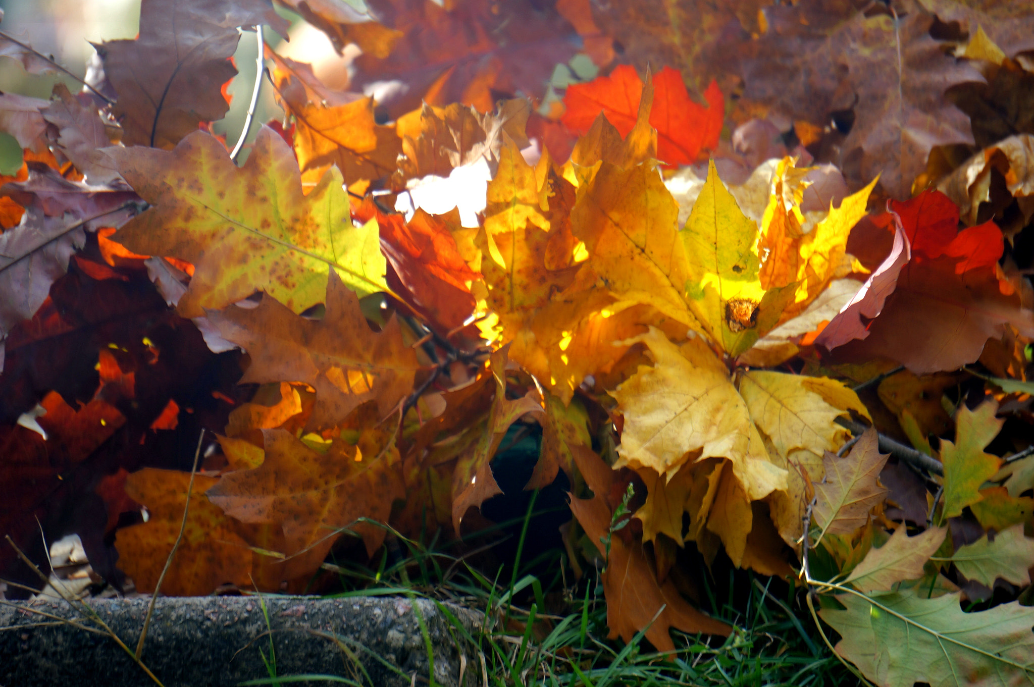 Sony E 55-210mm F4.5-6.3 OSS sample photo. Autumn bouquet photography