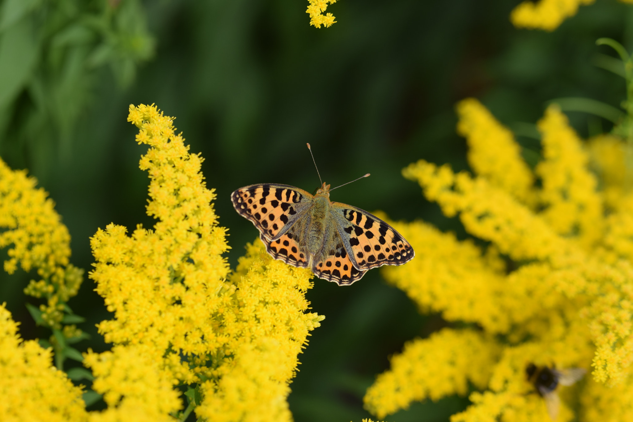 Nikon D5300 + Tamron SP 90mm F2.8 Di VC USD 1:1 Macro (F004) sample photo. Butterfly in the garden photography