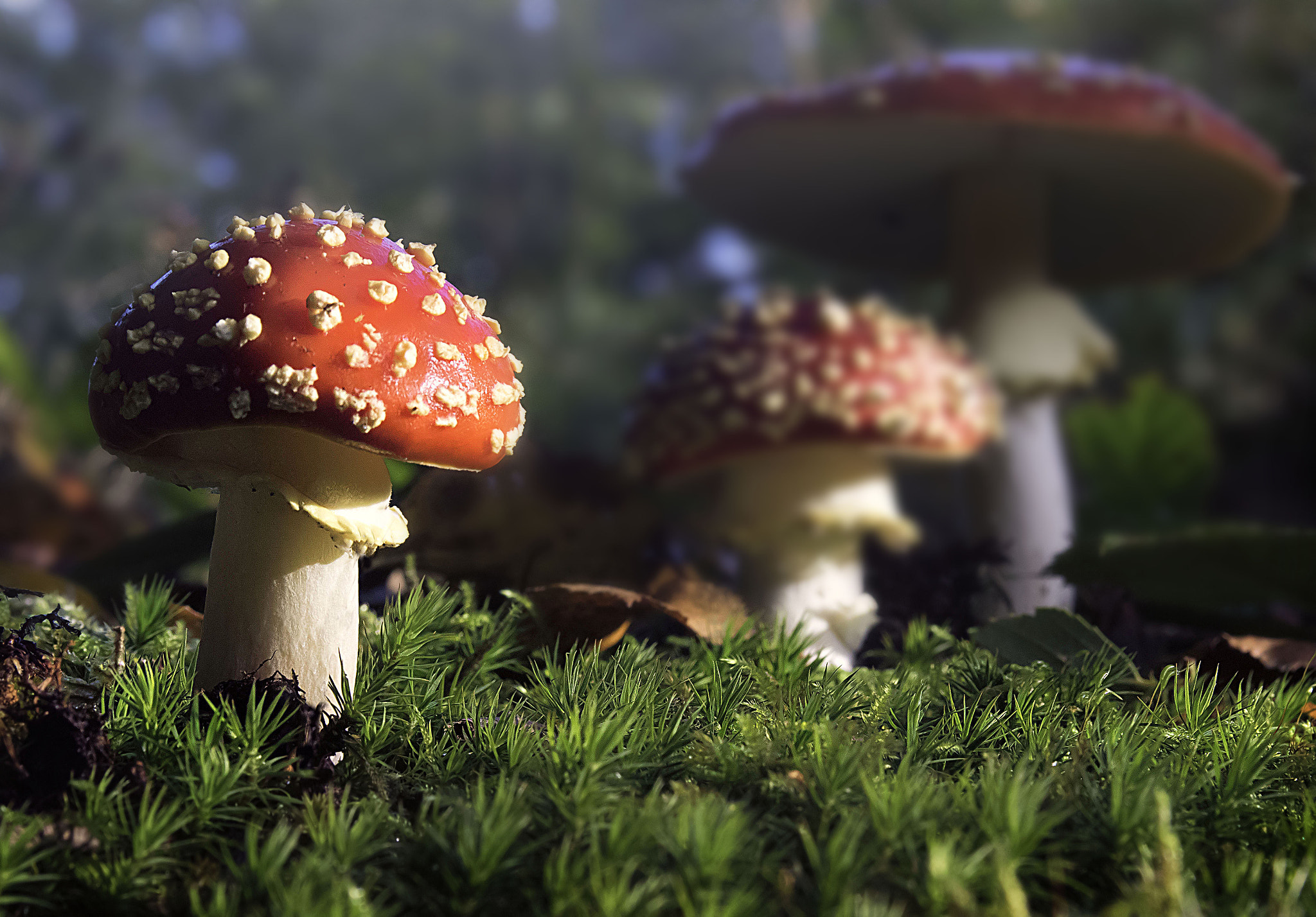 EF28-70mm f/2.8L USM sample photo. Fly agaric photography