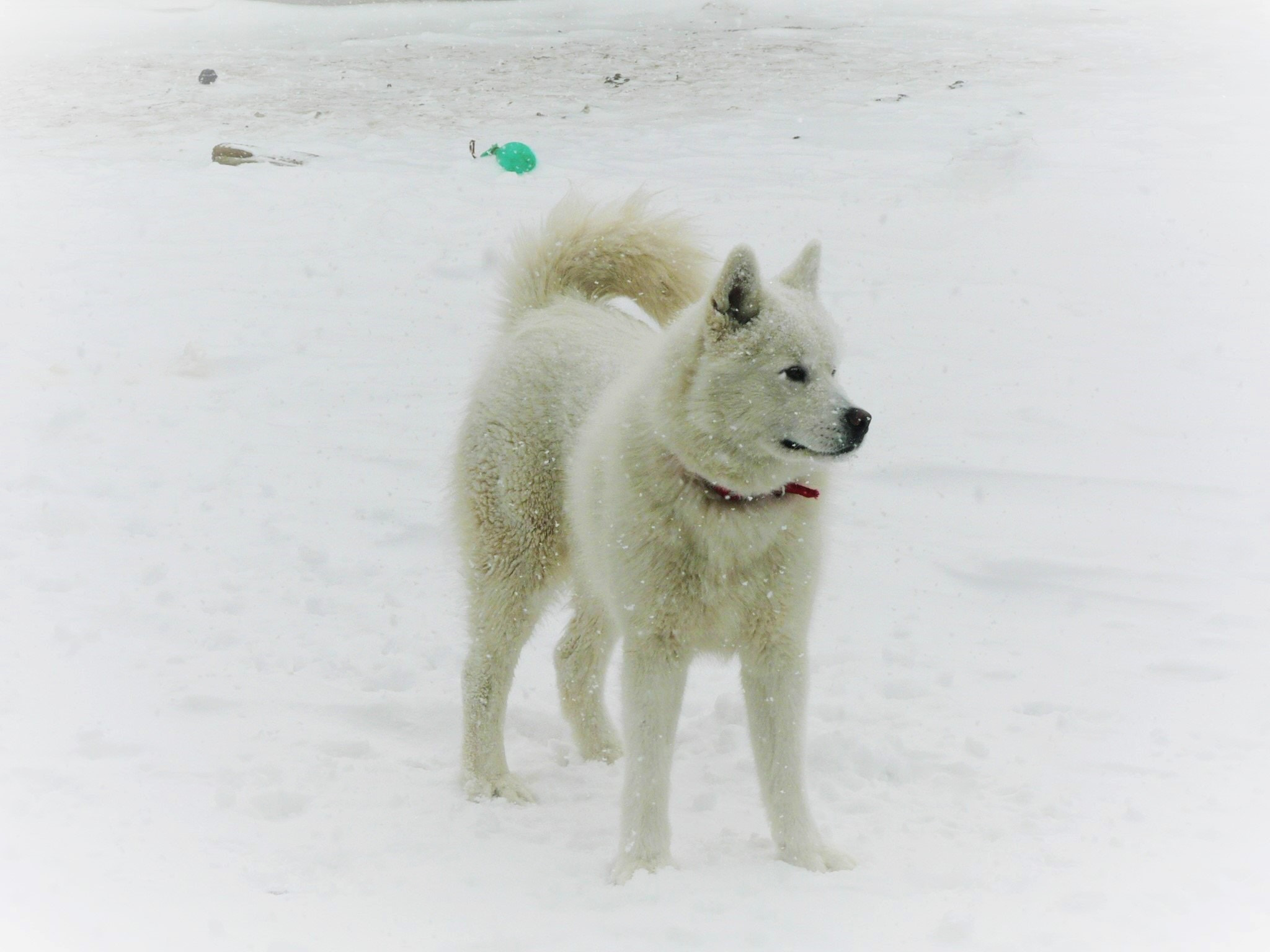 Panasonic DMC-FZ5 sample photo. My white prince photography