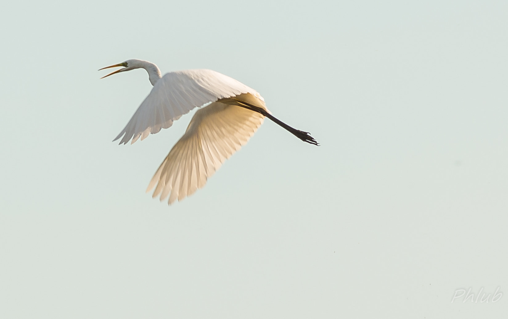 Pentax smc DA* 300mm F4.0 ED (IF) SDM sample photo. Great egret photography