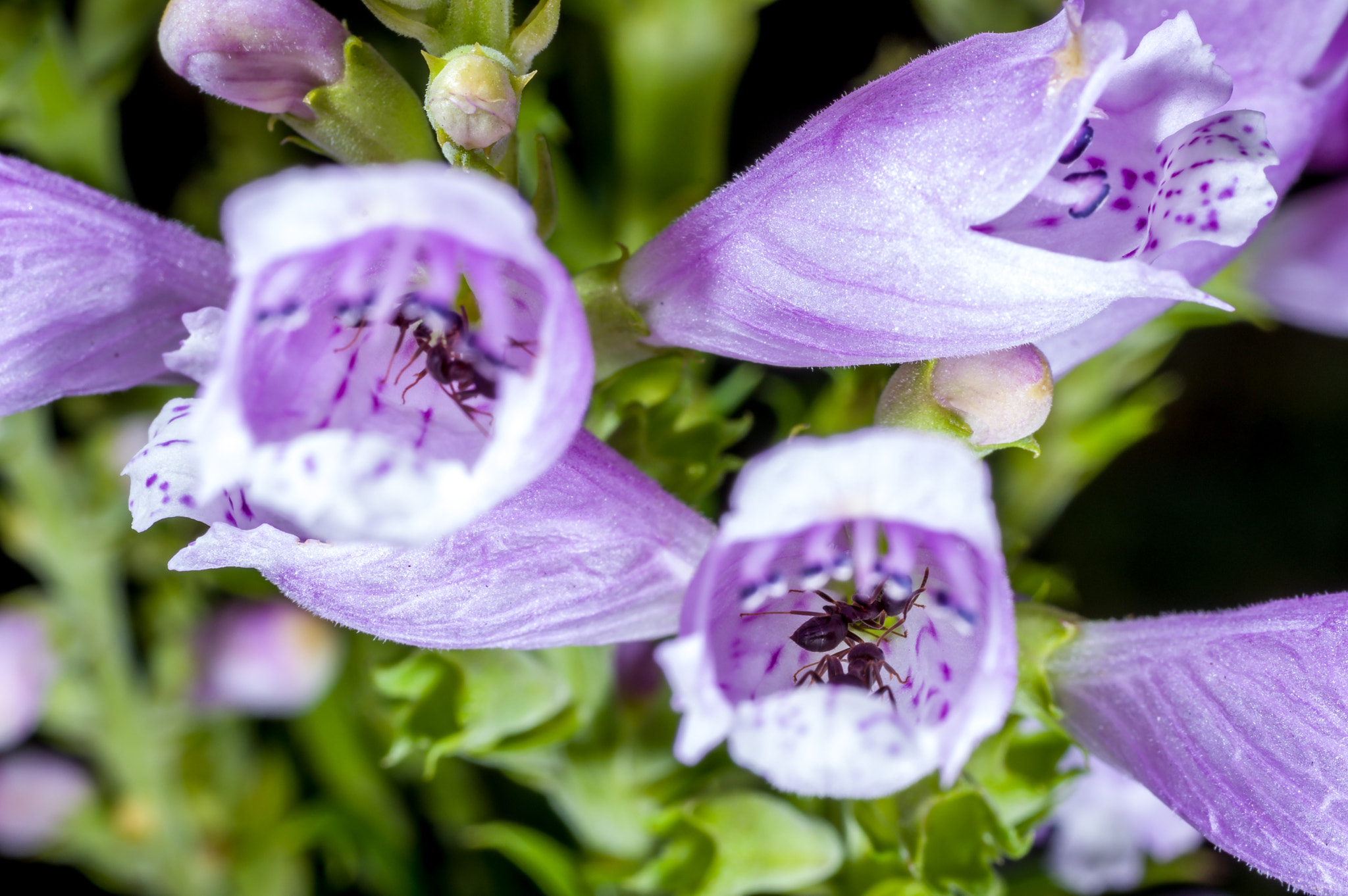 Pentax K-3 + smc PENTAX-FA Macro 50mm F2.8 sample photo. Ants eating nectar at honey glands photography