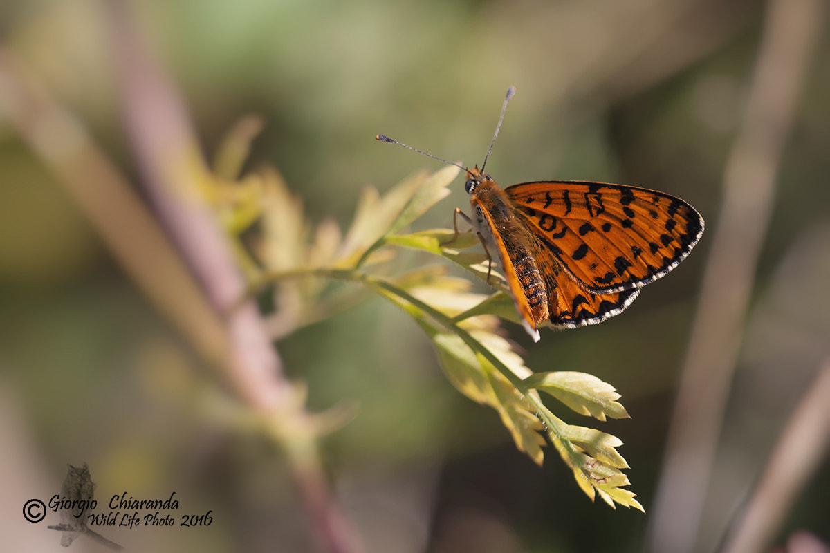 Sigma APO Macro 150mm f/2.8 EX DG HSM sample photo. Malitaea didyma photography