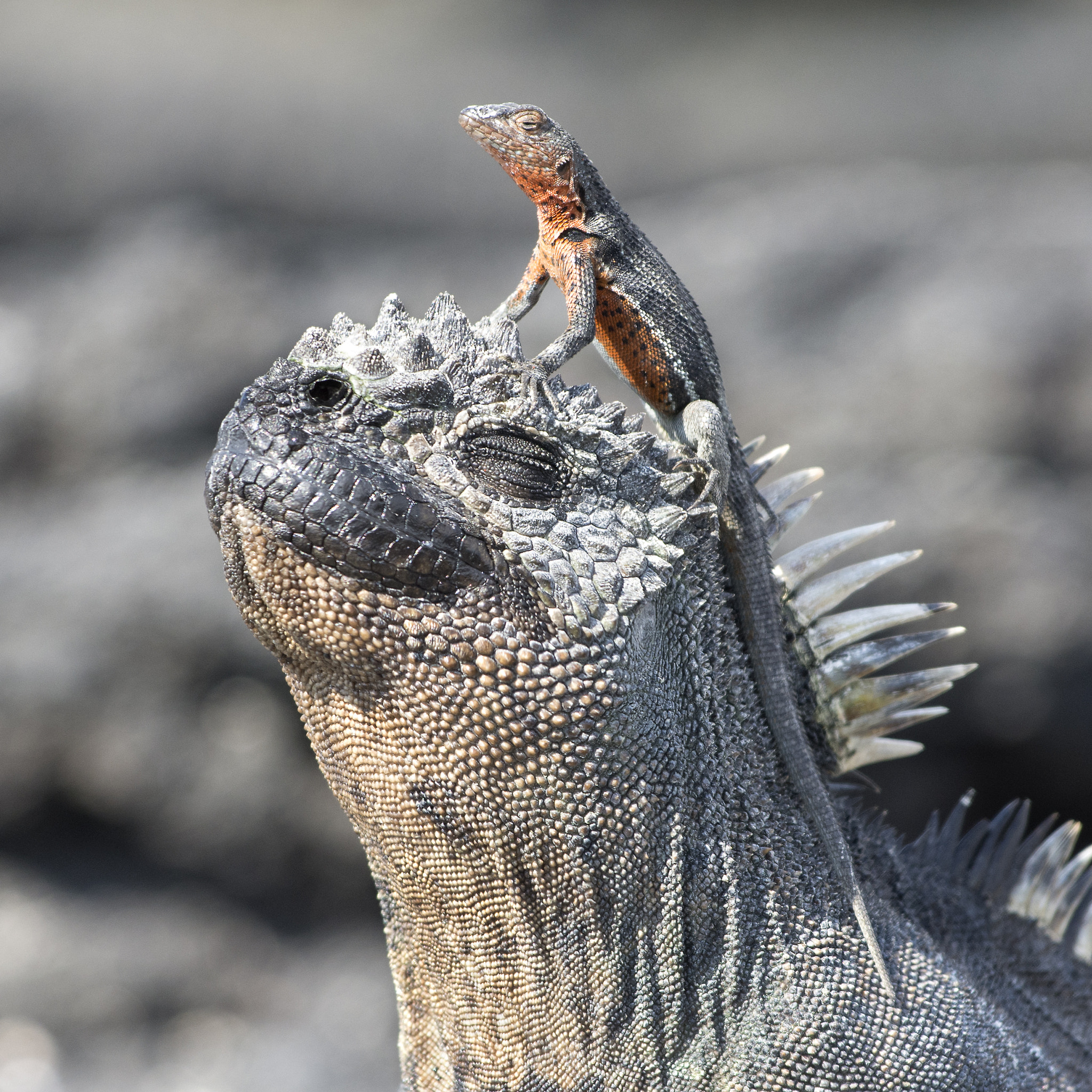 Nikon AF-S Nikkor 70-200mm F4G ED VR sample photo. Reptile partners photography