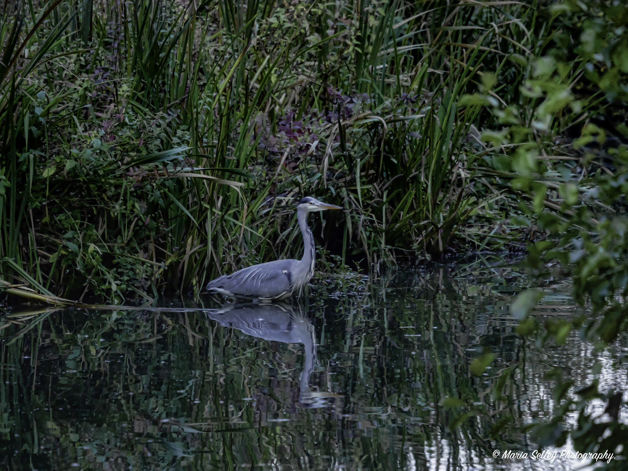 Olympus OM-D E-M5 II + LEICA DG 100-400/F4.0-6.3 sample photo. Fishing photography