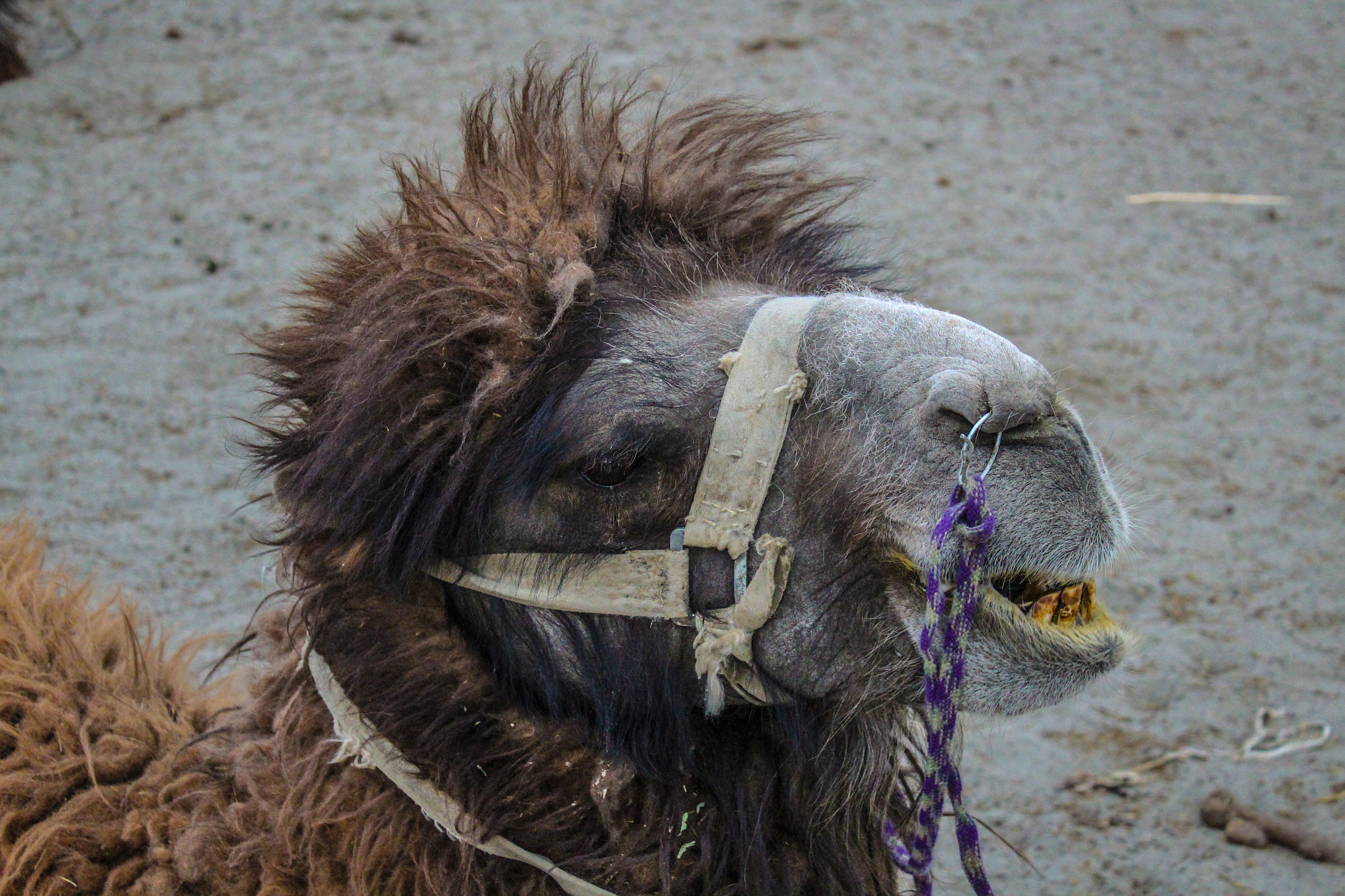 Canon EF-S 18-55mm F3.5-5.6 IS II sample photo. # nubra valley # camel photography
