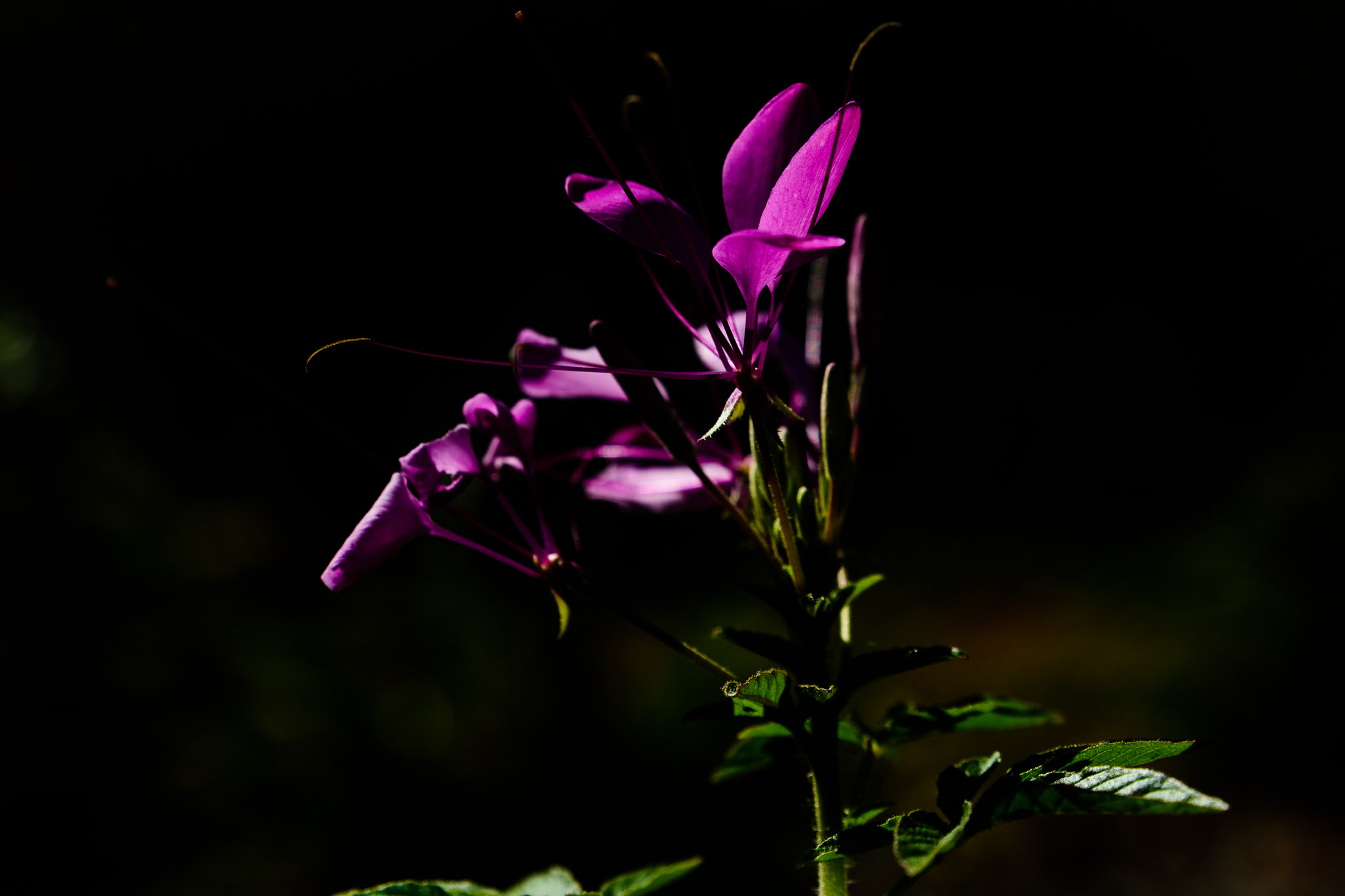 Tamron SP 24-70mm F2.8 Di VC USD sample photo. Purple flower photography